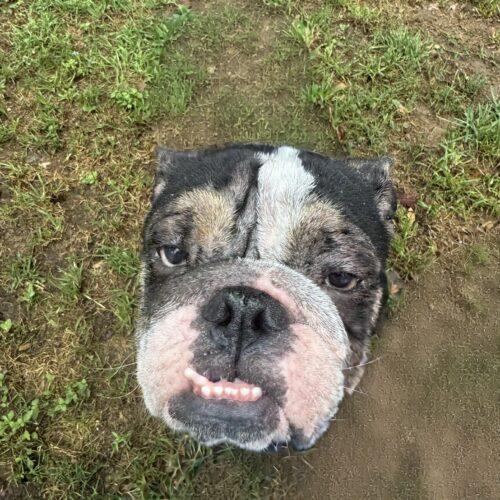 Enlarge Graham, a Adoptable English Bulldog in Austin, TX image 5/5