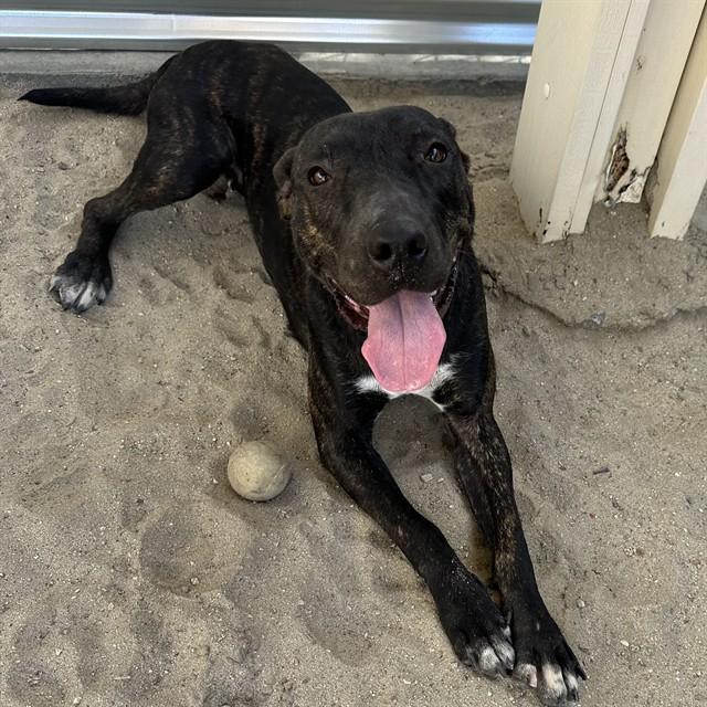 Enlarge GEMMA, a Adoptable Pit Bull Terrier in Thousand Palms, CA image 1/3