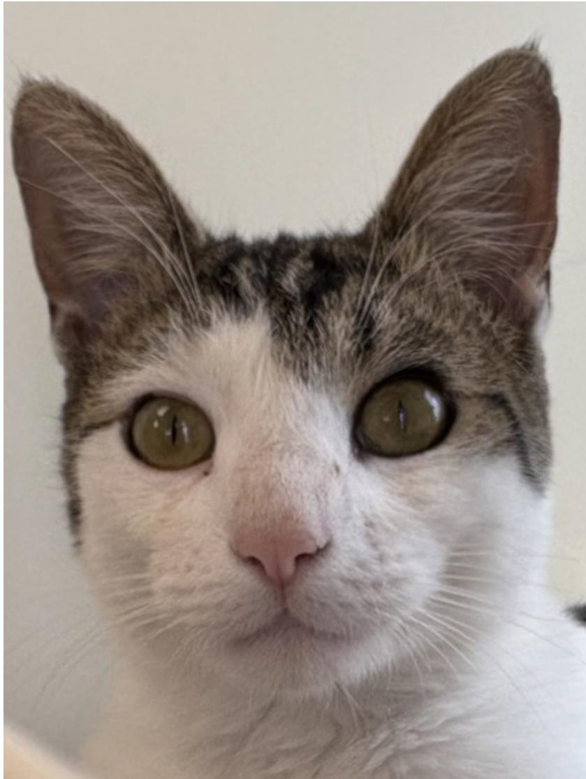 Oliver, Young Male unknown
