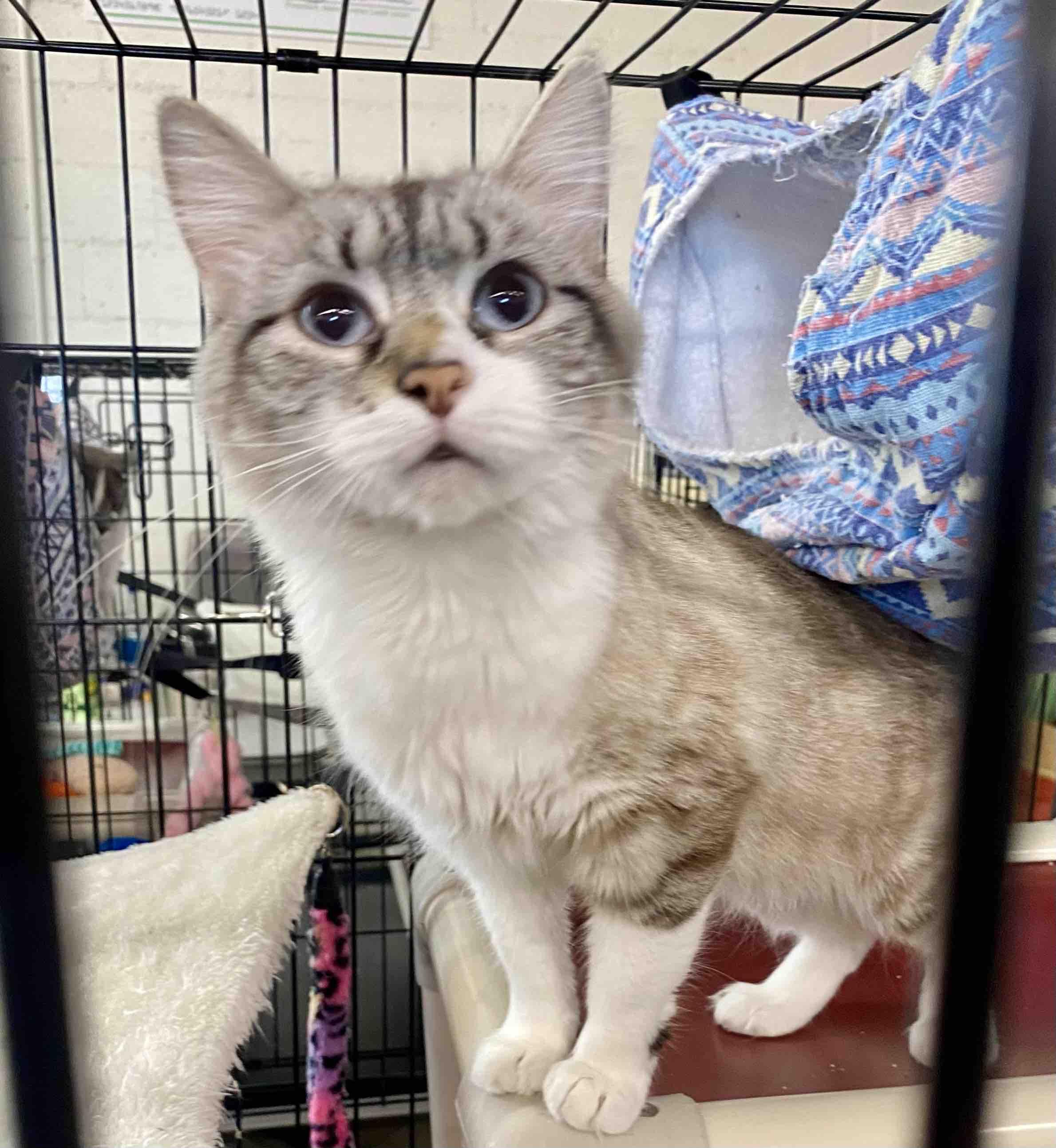 Elsa, Young Female Siamese