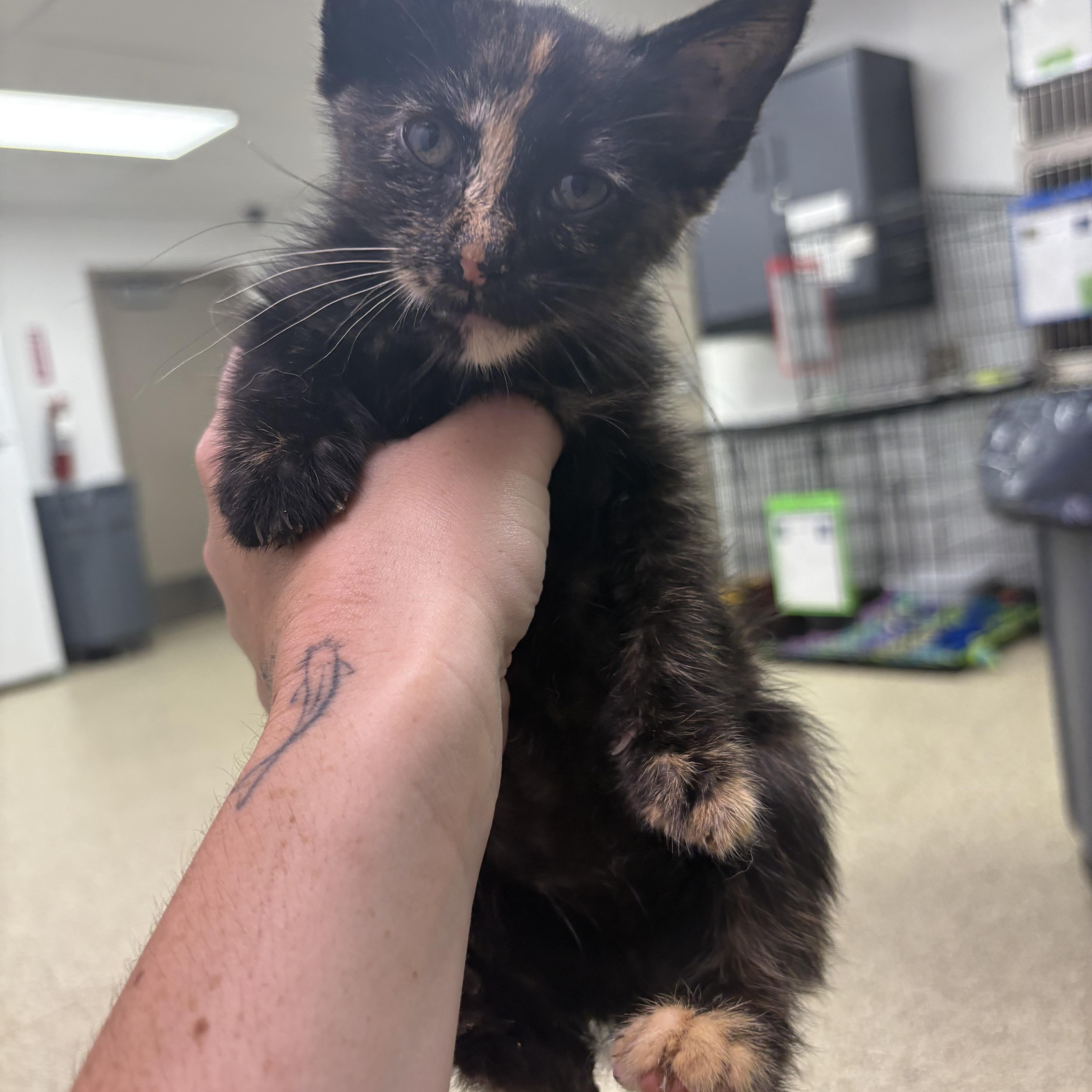 Enlarge Tulip, a Adoptable Domestic Short Hair in Blue Springs, MO image 1/1