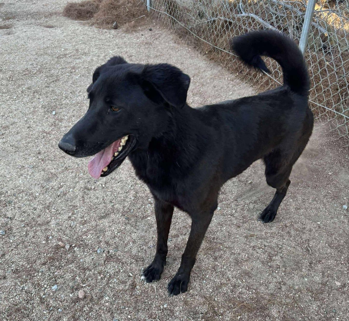 Domino, a Adoptable mixed breed in Duluth, MN image 1/6