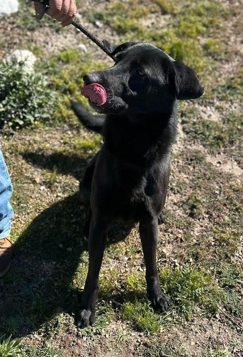 Domino, a Adoptable mixed breed in Duluth, MN image 3/6