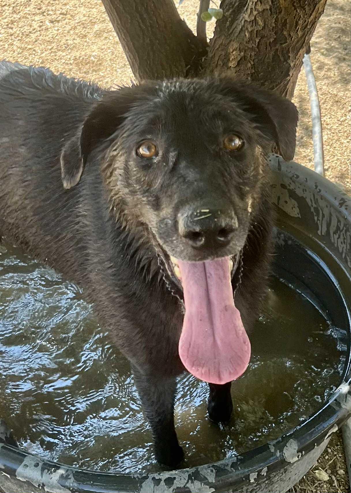 Domino, a Adoptable mixed breed in Duluth, MN image 4/6