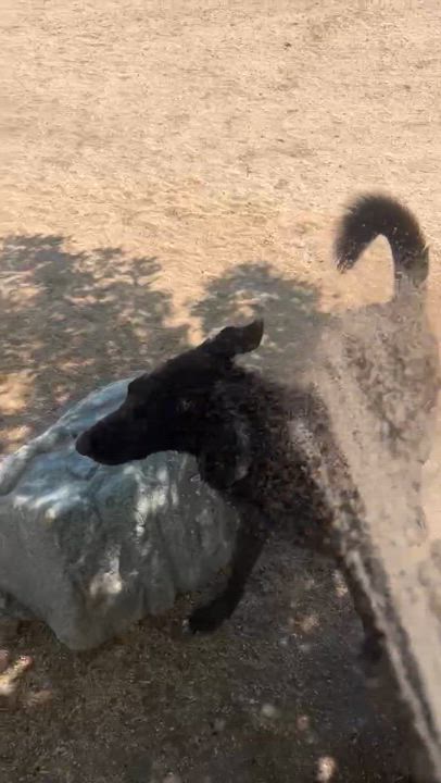 Enlarge Domino, a Adoptable mixed breed in Duluth, MN video 5/6