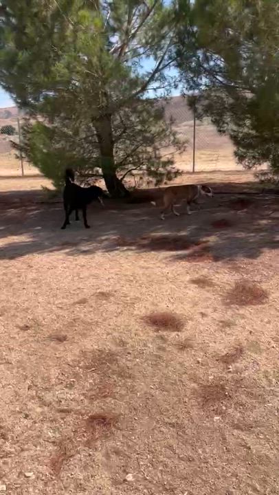 Enlarge Domino, a Adoptable mixed breed in Duluth, MN video 6/6