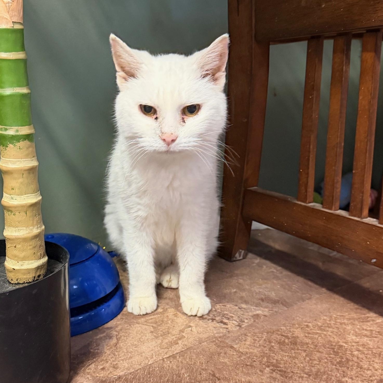 Granny Pearl, ADOPTABLE, Senior Female Domestic Short Hair.