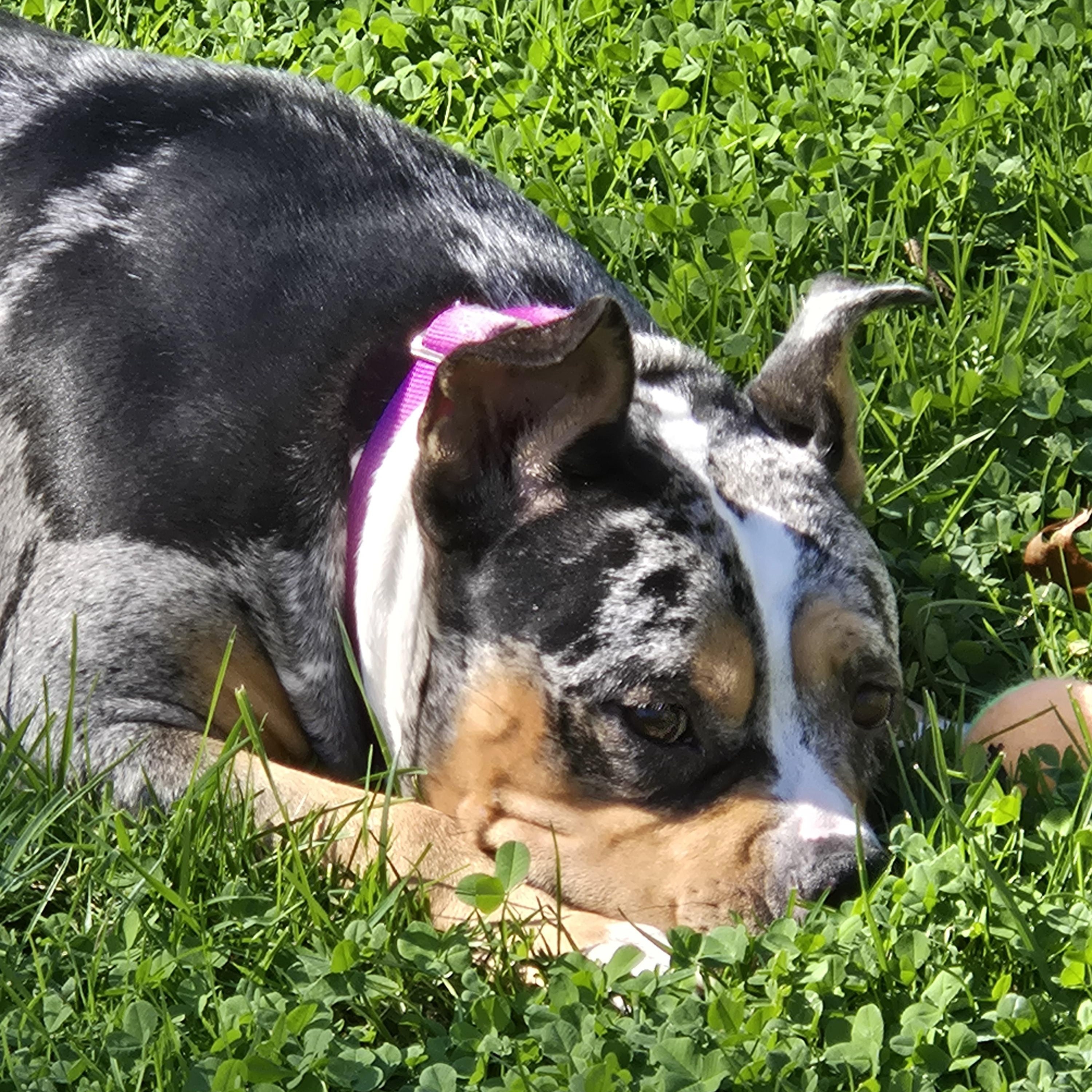Enlarge Lucy, a Adoptable American Bully in Concord, OH image 4/6