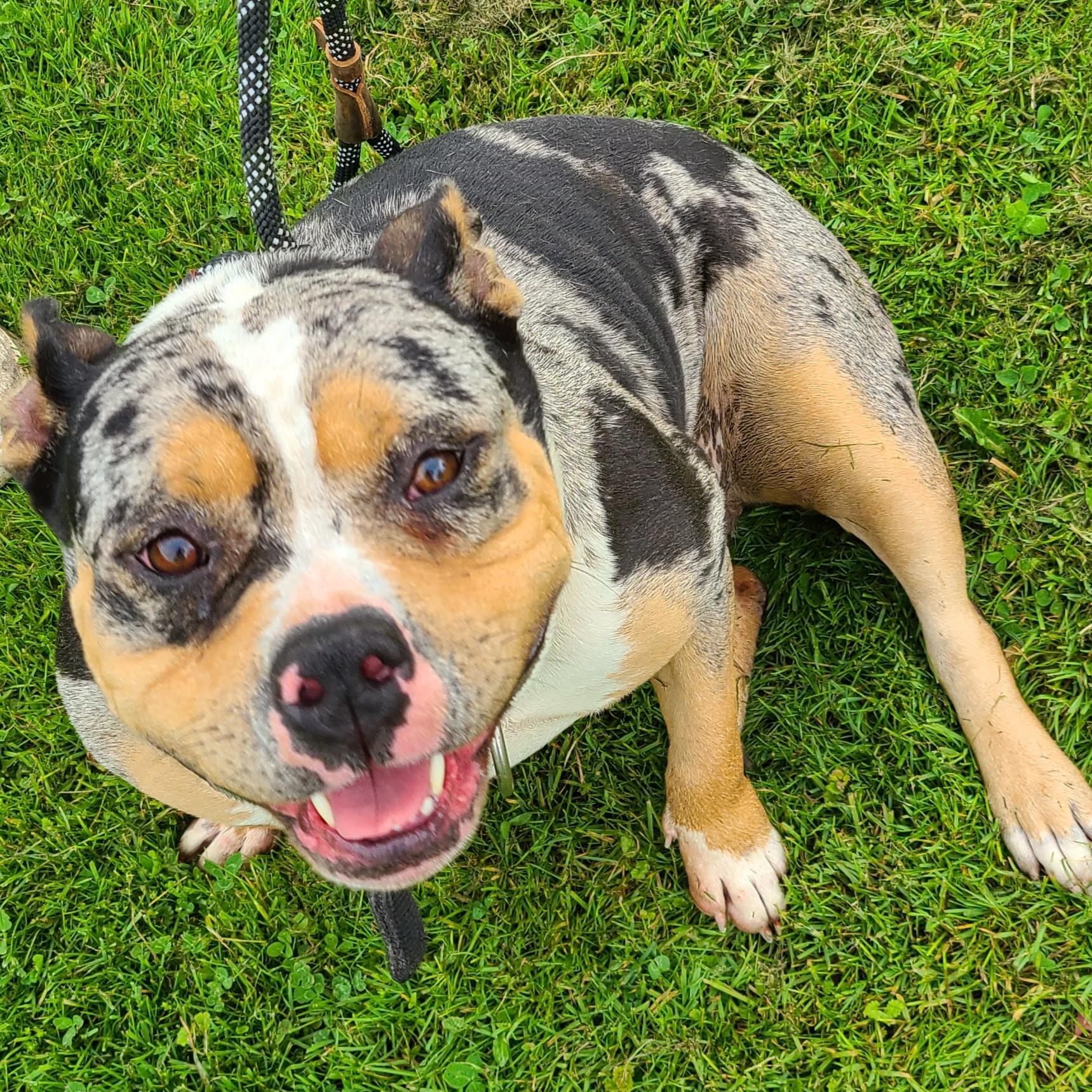 Lucy, Adoptable, Adult Female American Bully.
