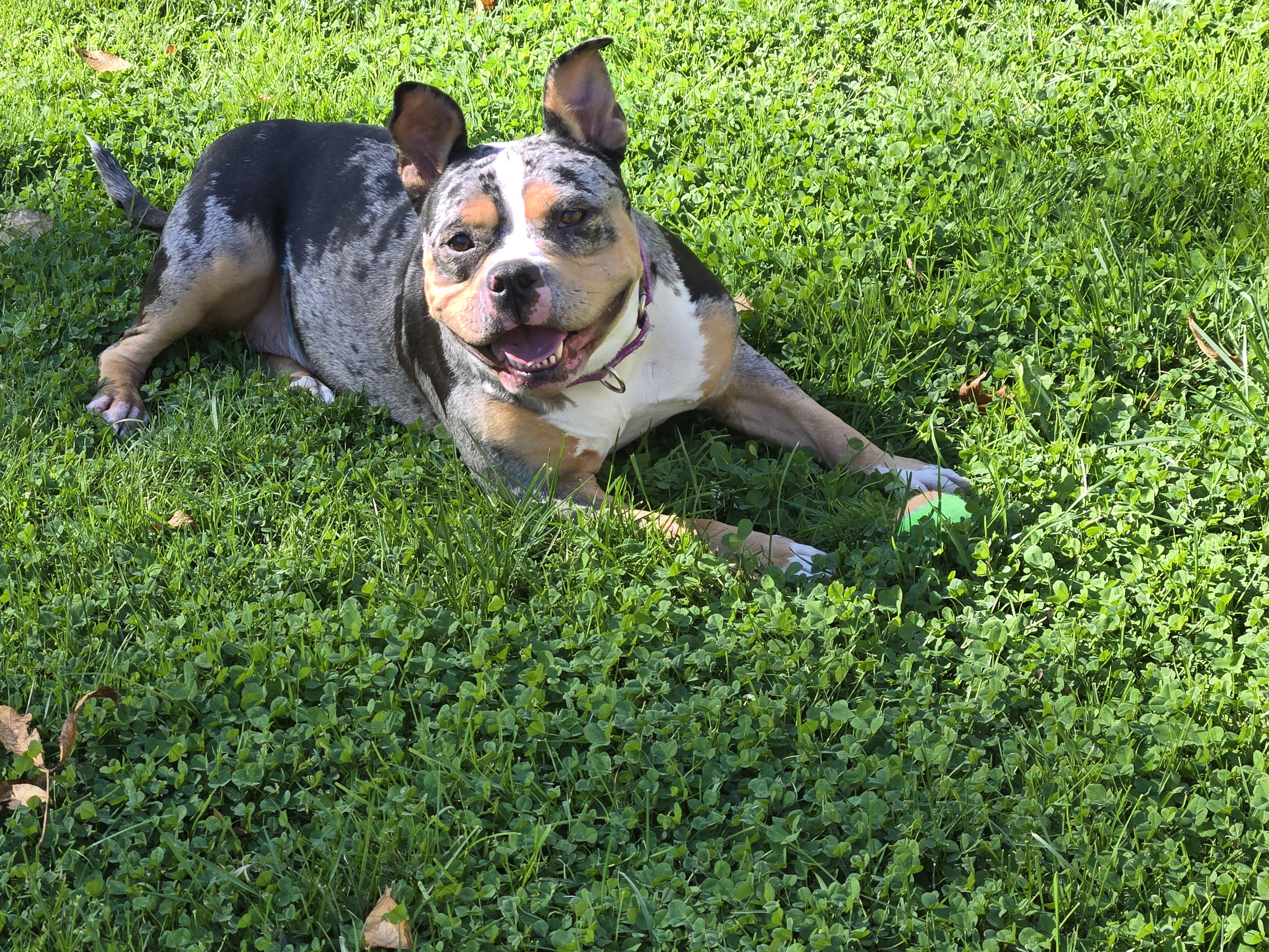 Enlarge Lucy, a Adoptable American Bully in Concord, OH image 3/6