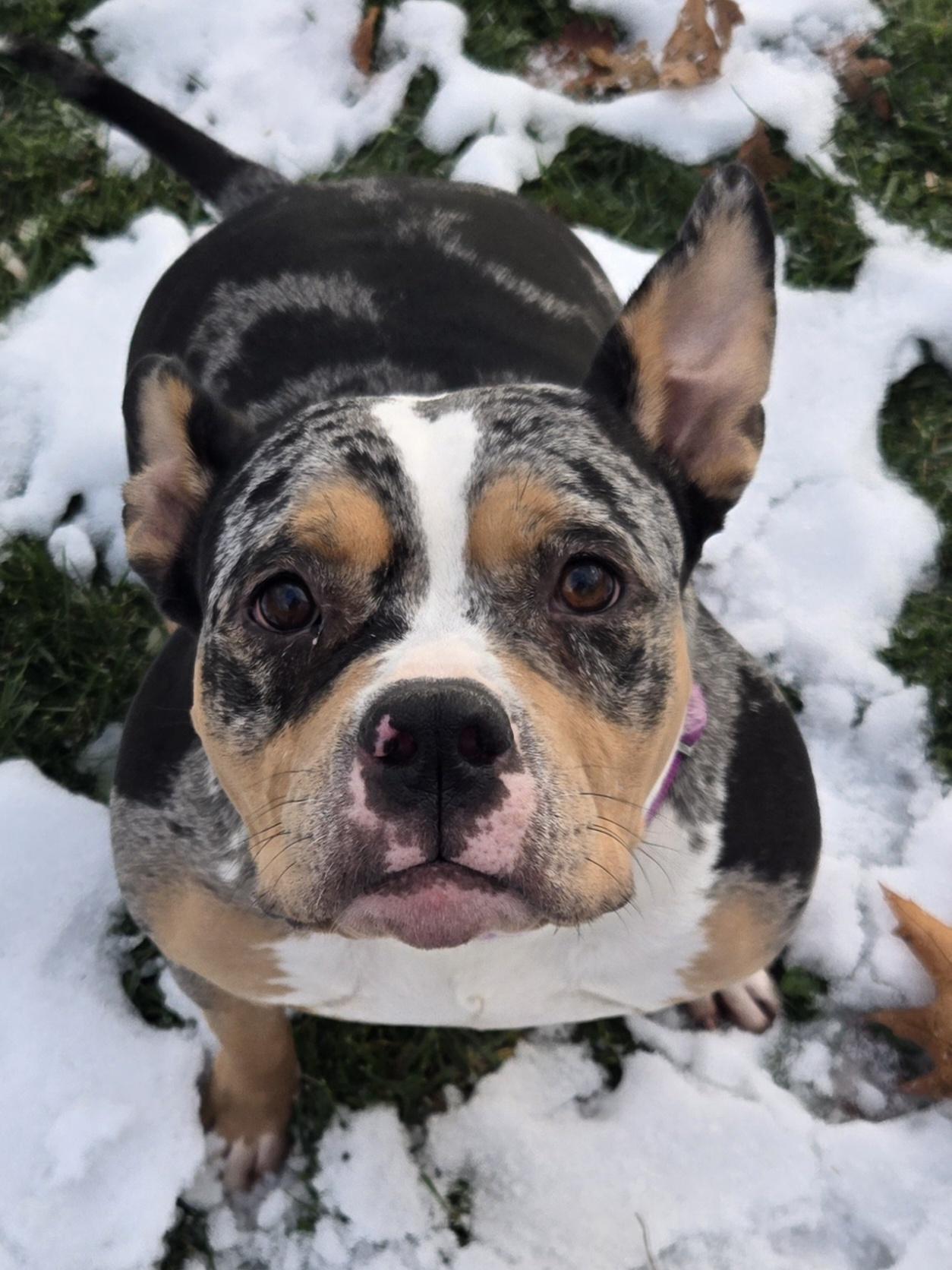 Lucy, Adoptable, Adult Female American Bully.