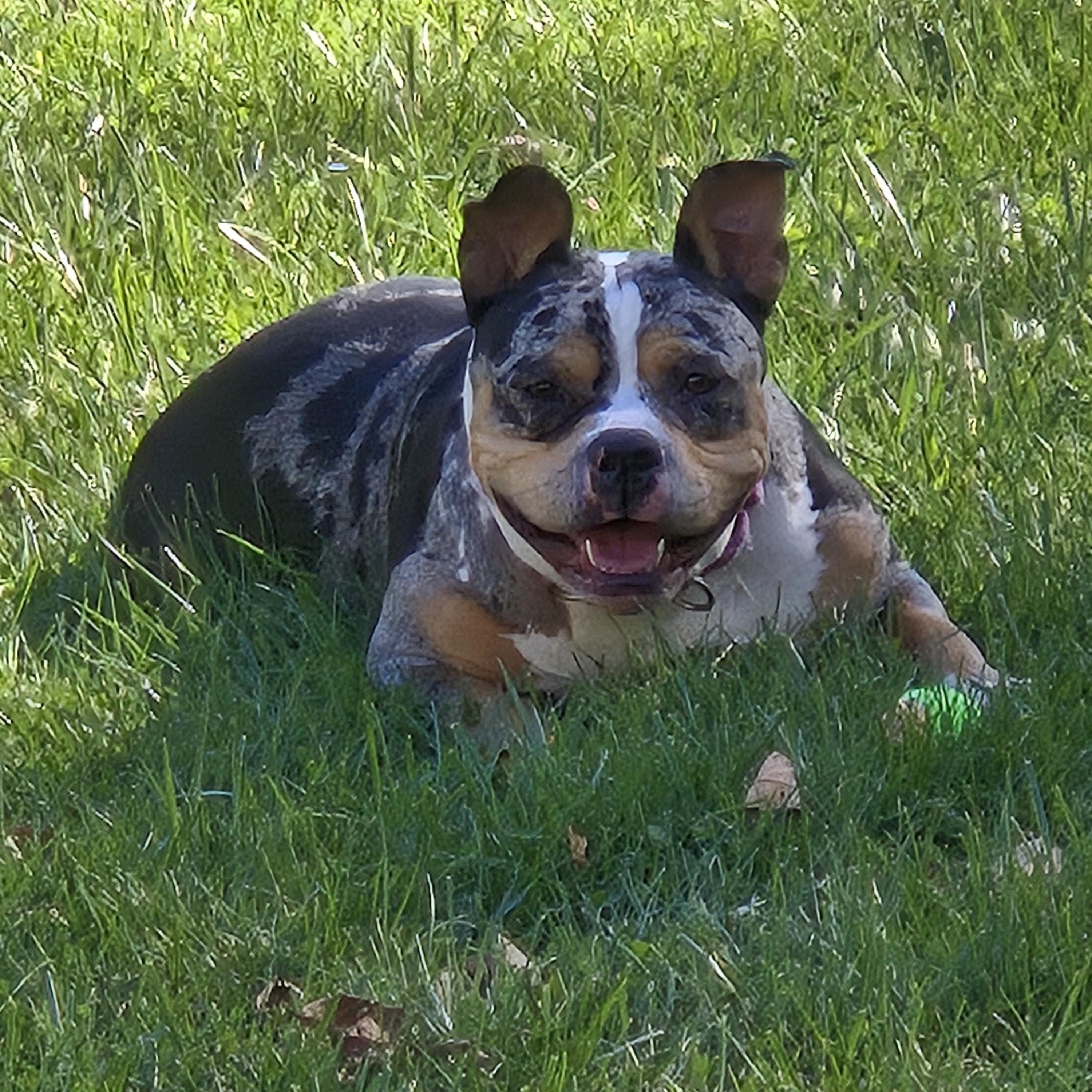 Enlarge Lucy, a Adoptable American Bully in Concord, OH image 5/6