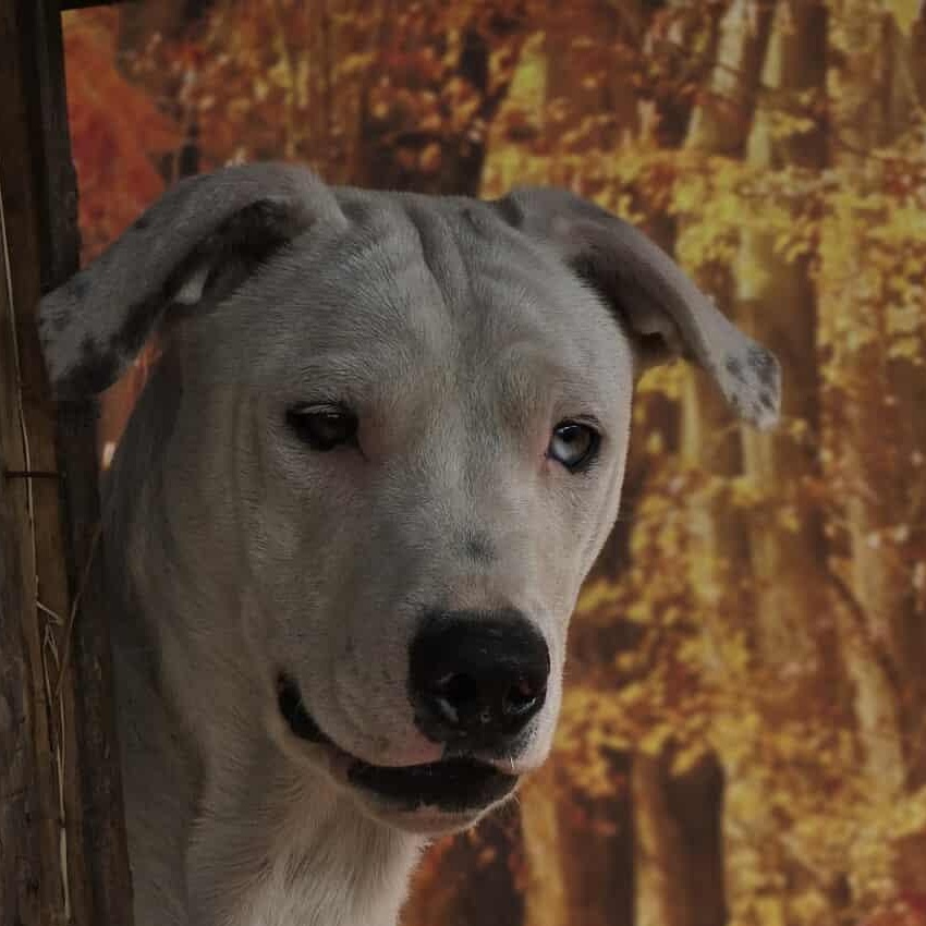 Enlarge Happy, a Adoptable Mixed Breed in Rochester, MN image 6/6