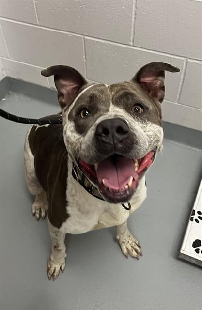 NENA, Adoptable, Adult Female Pit Bull Terrier.