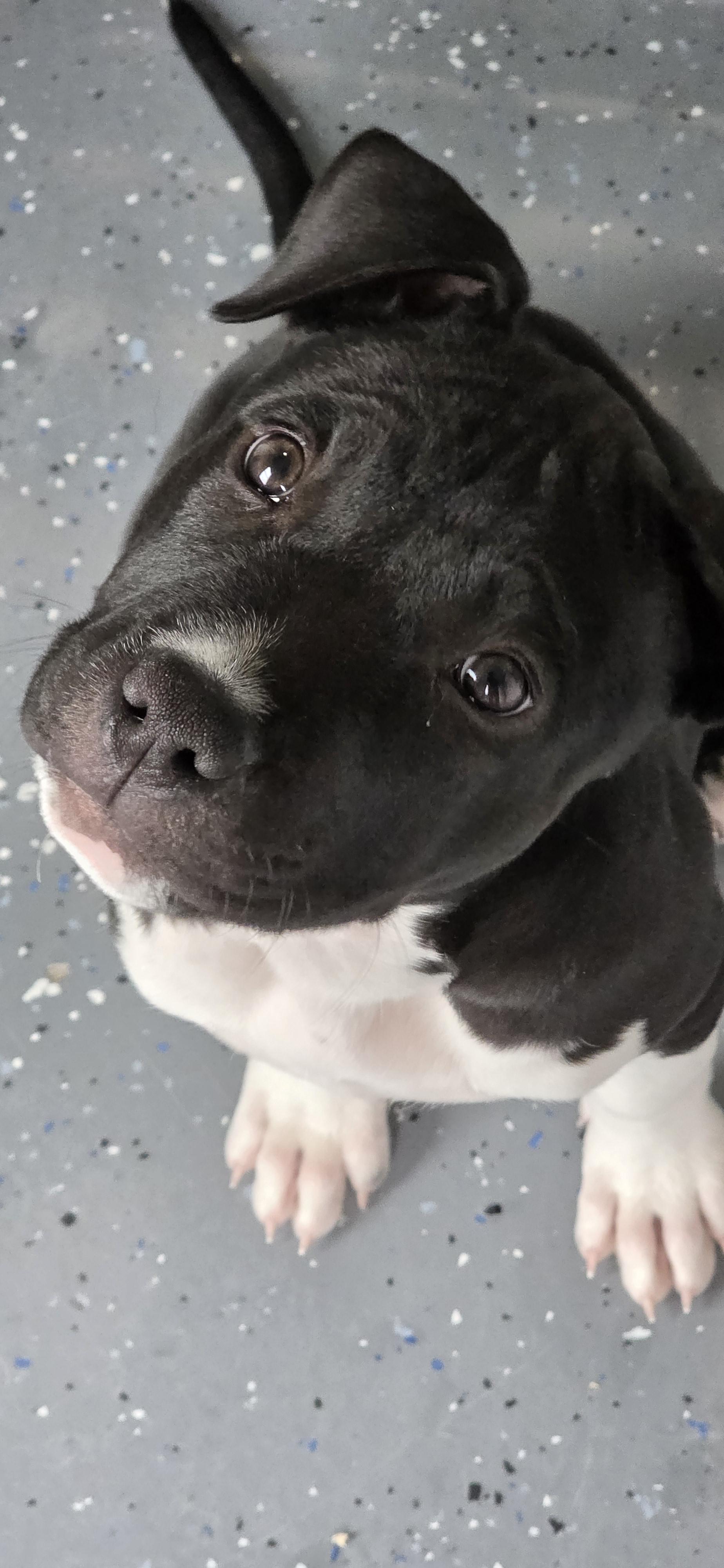 Match, an adoptable American Bulldog in Polson, MT, 59860 | Photo Image 2