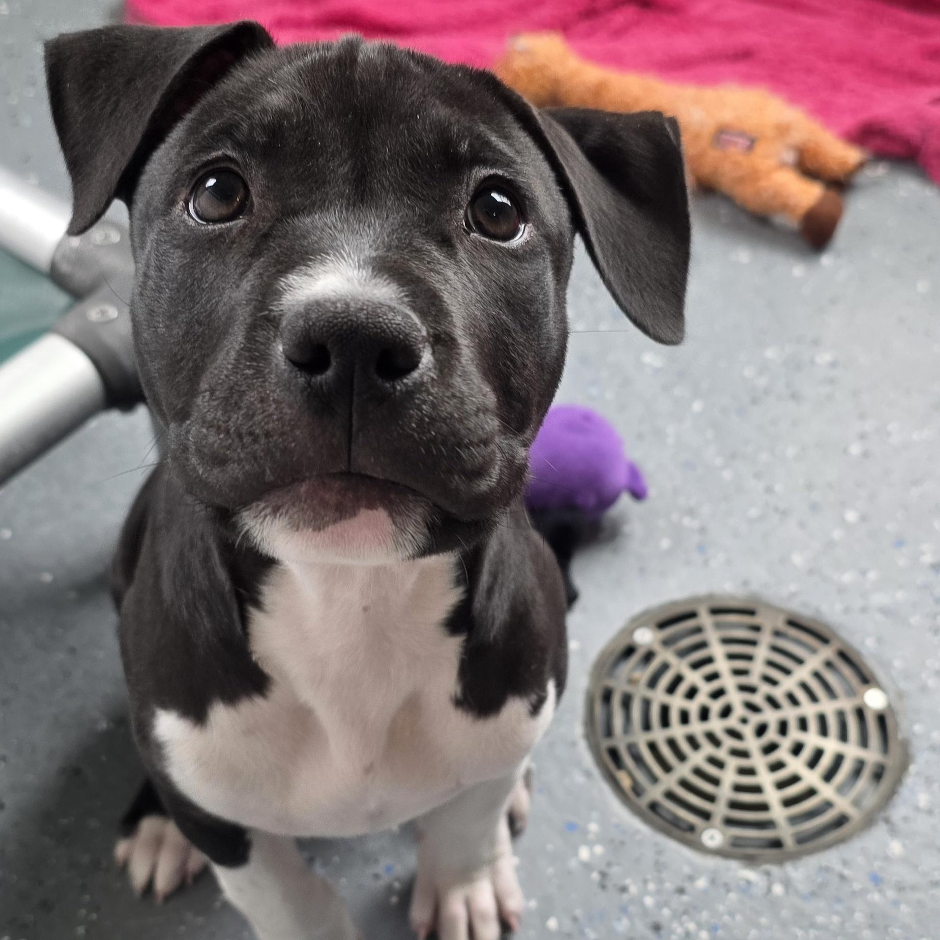 Match, an adoptable American Bulldog in Polson, MT, 59860 | Photo Image 3