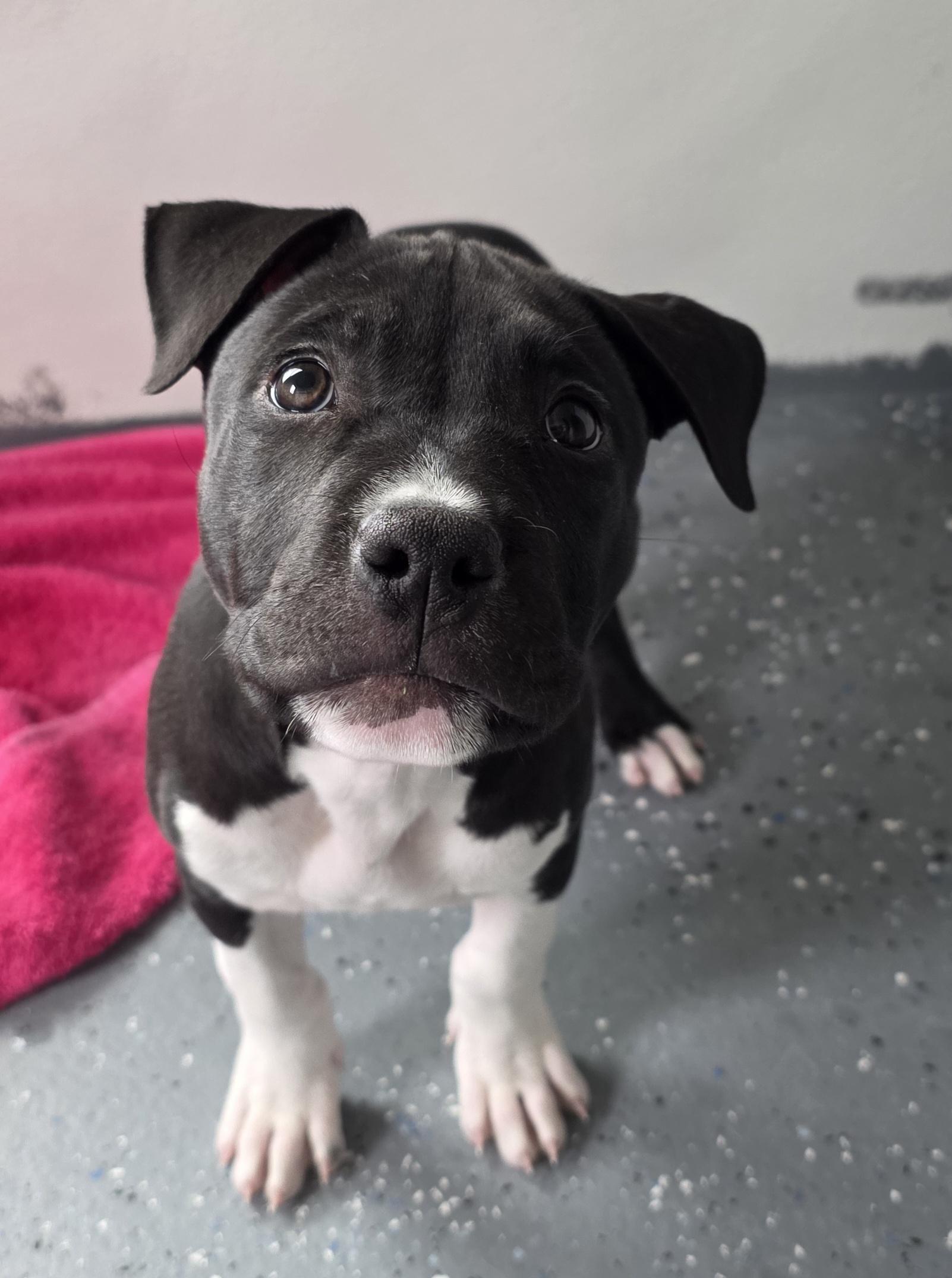 Match, an adoptable American Bulldog in Polson, MT, 59860 | Photo Image 1