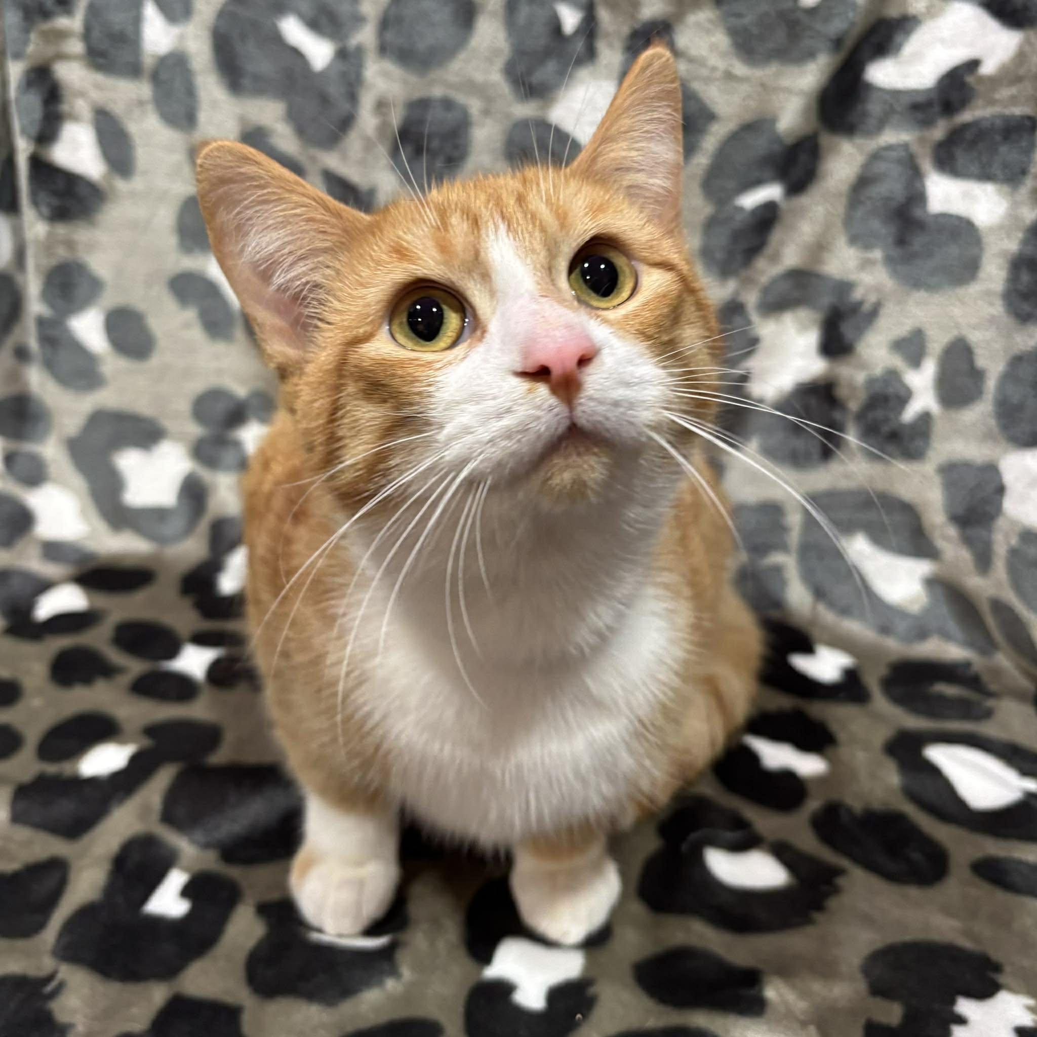 COOPER , an adopted Domestic Short Hair in Tillsonburg, ON image 1/4