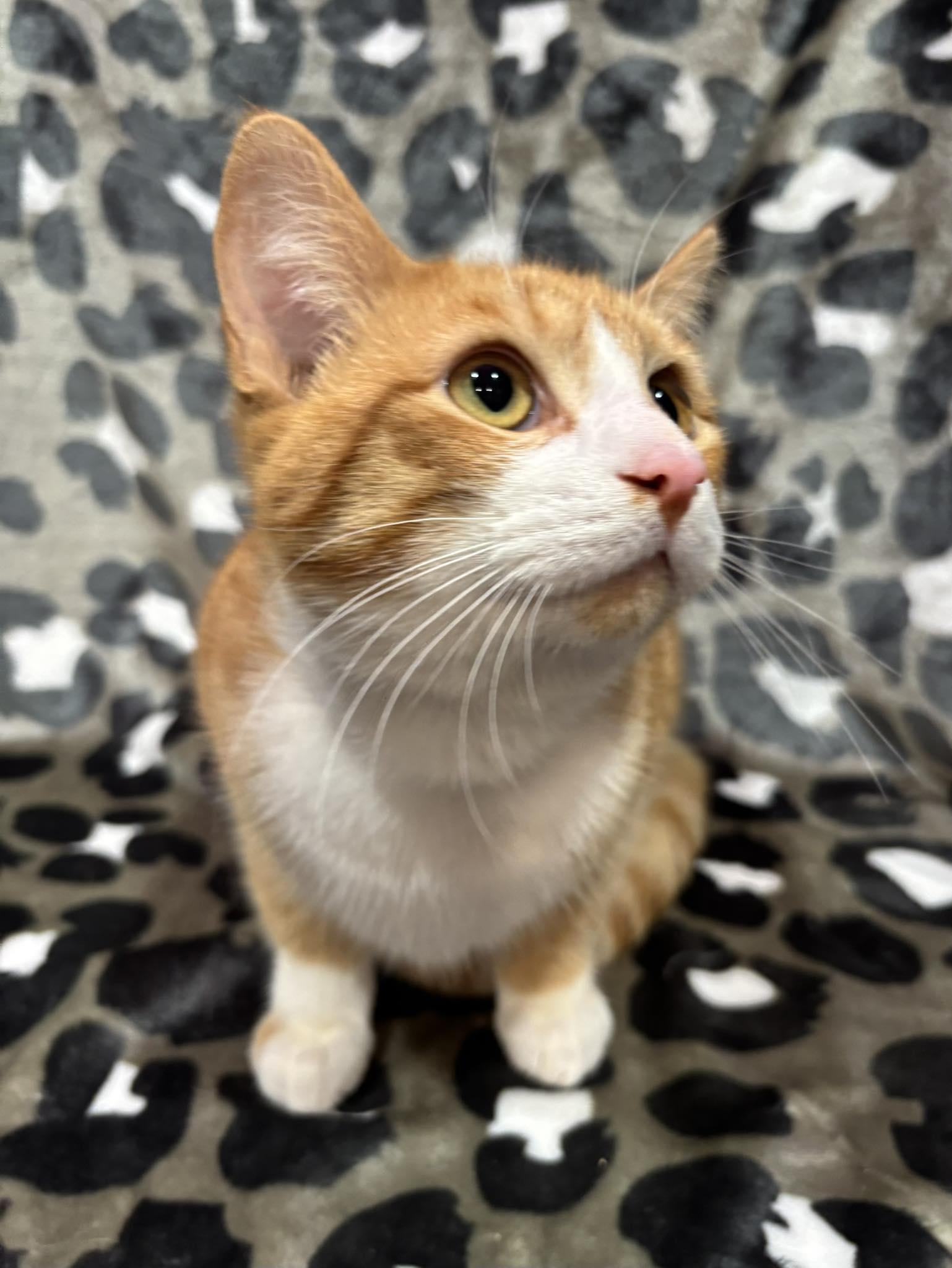 COOPER , an adopted Domestic Short Hair in Tillsonburg, ON image 3/4