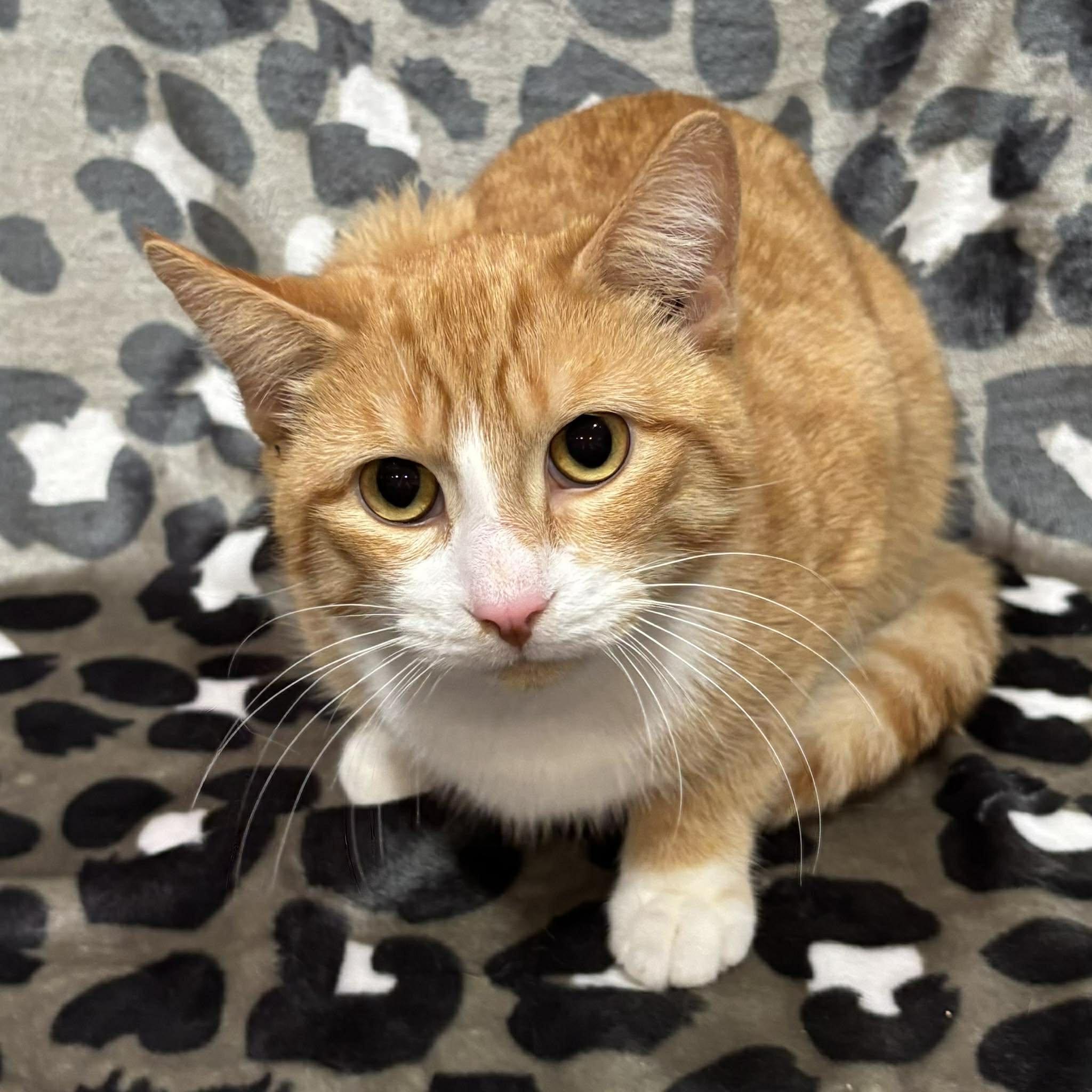 COOPER , an adopted Domestic Short Hair in Tillsonburg, ON image 4/4