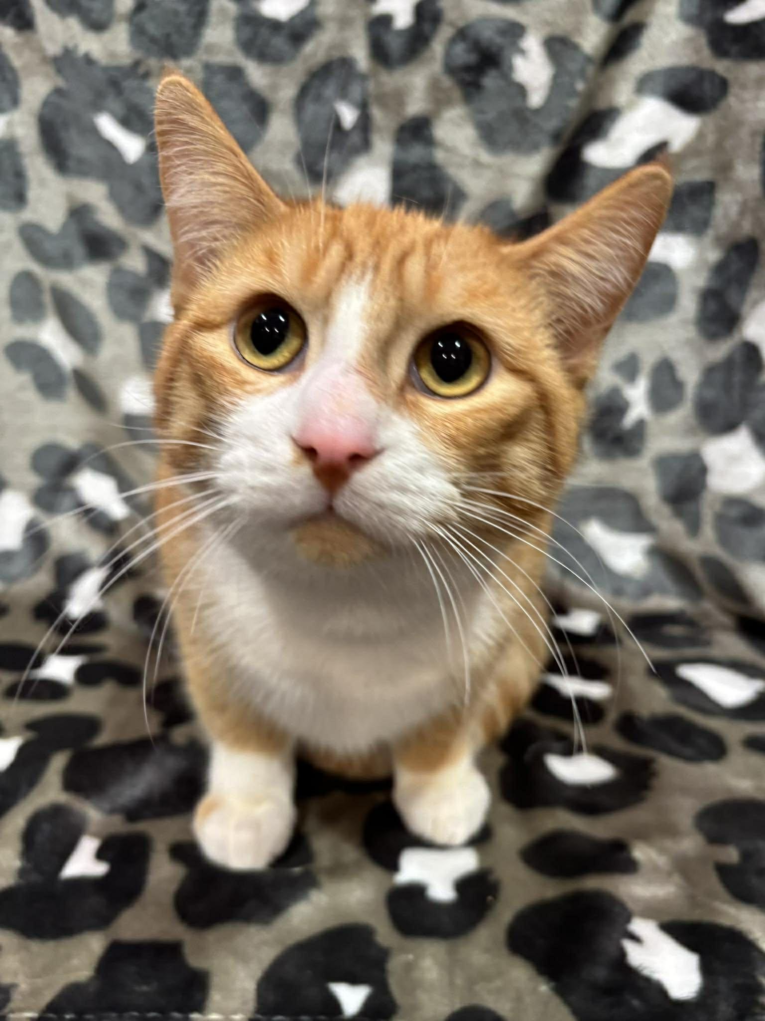COOPER , an adopted Domestic Short Hair in Tillsonburg, ON image 2/4