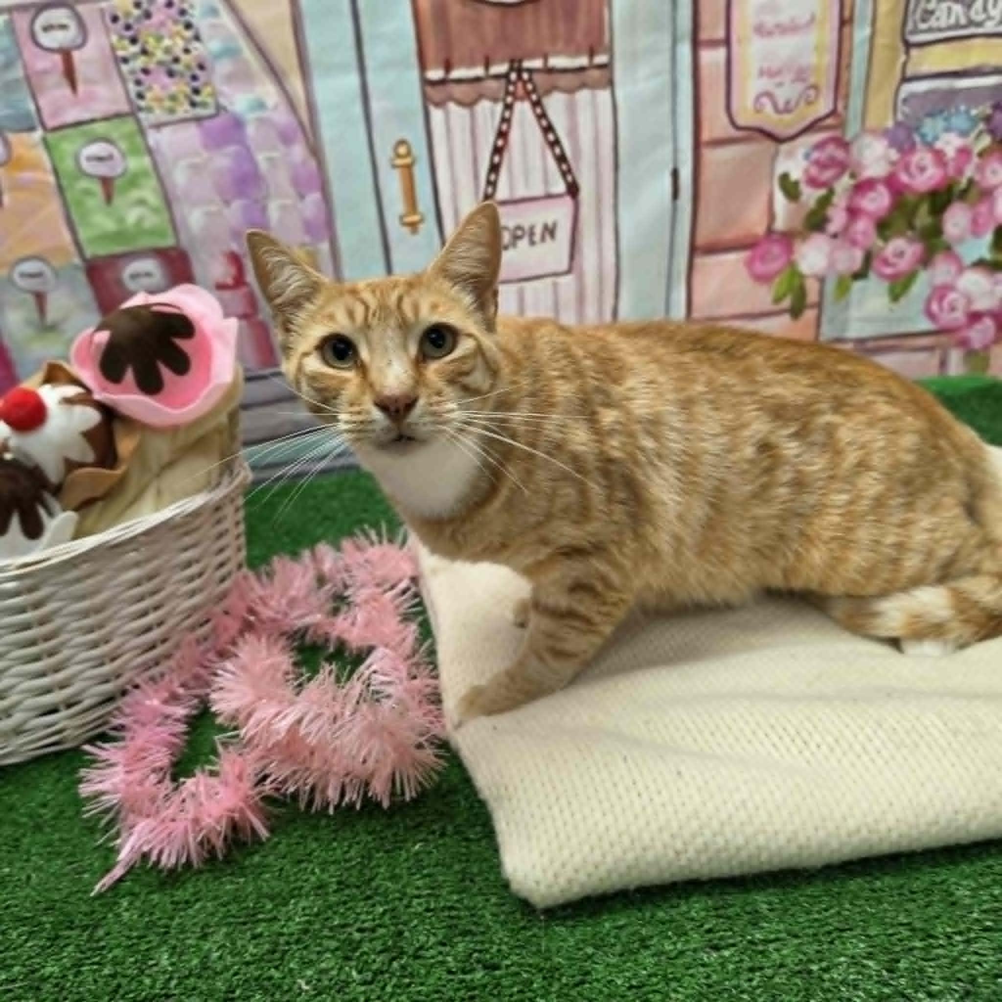 Garfield, a ADOPTABLE Domestic Short Hair in Statesboro, GA image 2/6