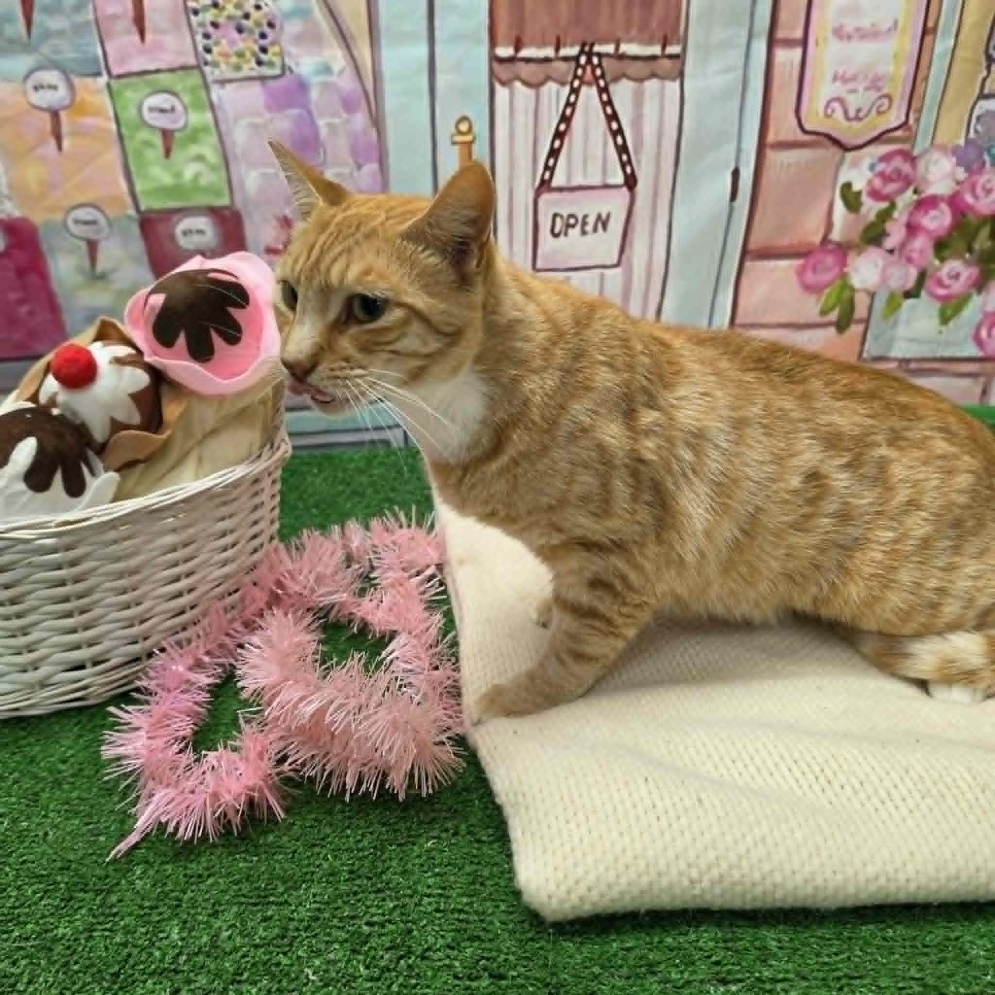 Garfield, a ADOPTABLE Domestic Short Hair in Statesboro, GA image 5/6