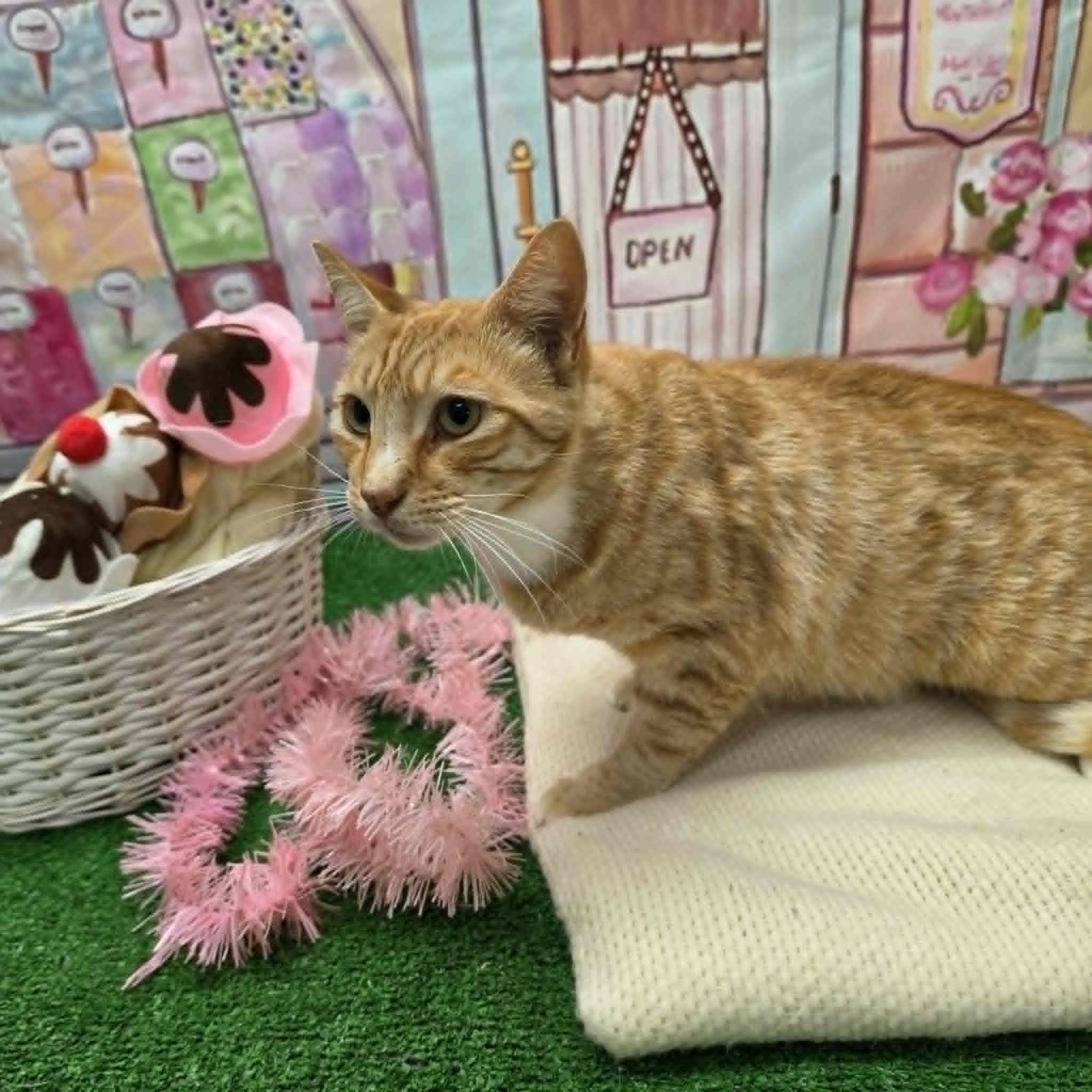 Garfield, a ADOPTABLE Domestic Short Hair in Statesboro, GA image 4/6