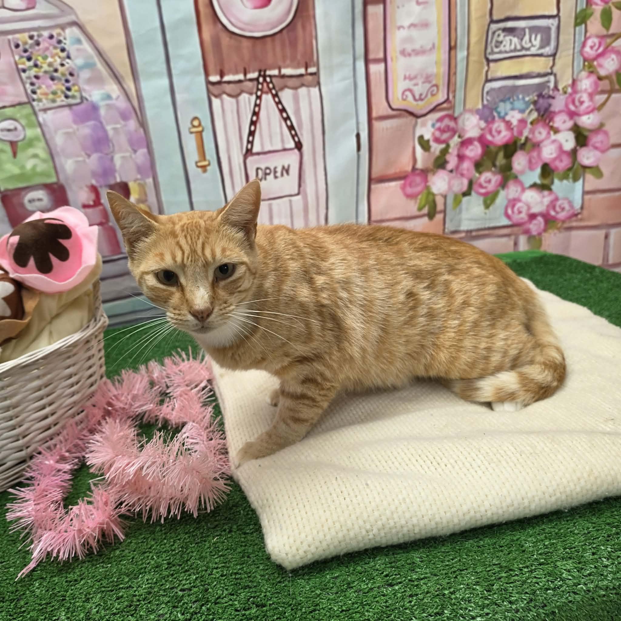 Garfield, a ADOPTABLE Domestic Short Hair in Statesboro, GA image 3/6