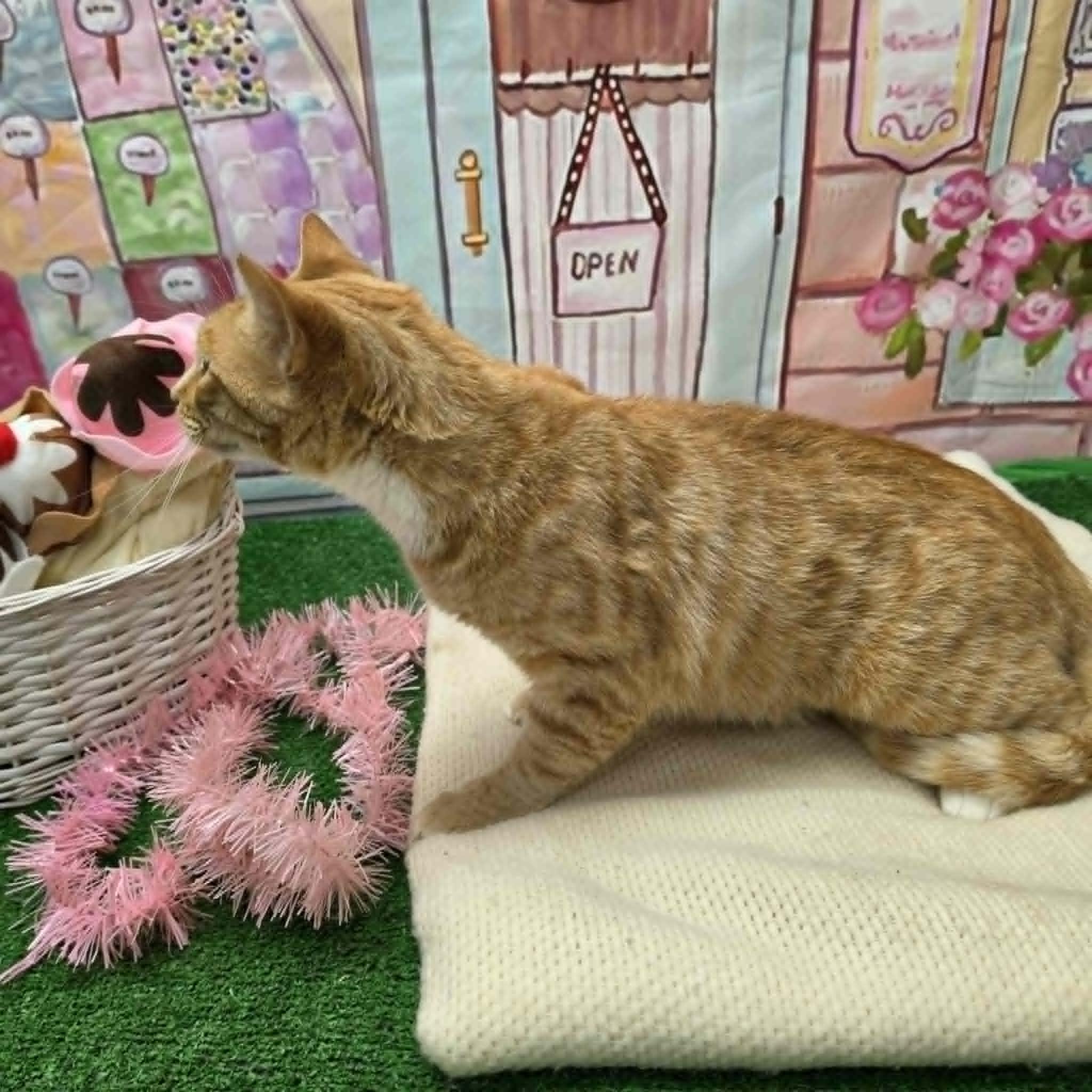 Garfield, ADOPTABLE, Adult Male Domestic Short Hair.