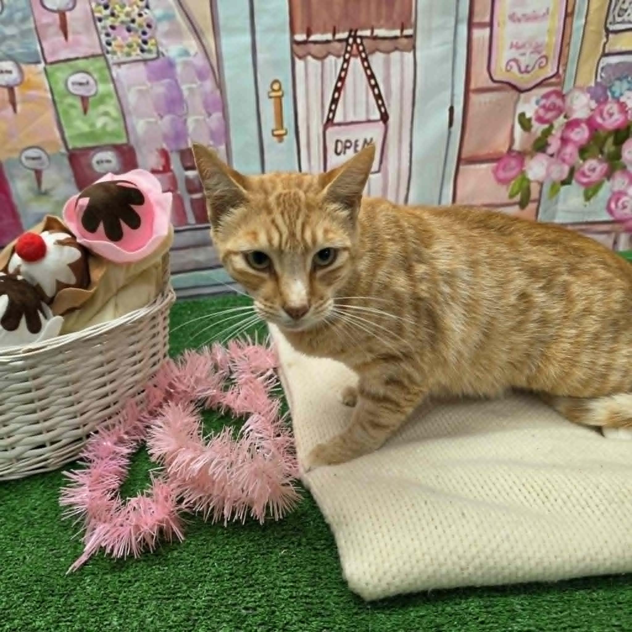 Garfield, a ADOPTABLE Domestic Short Hair in Statesboro, GA image 6/6