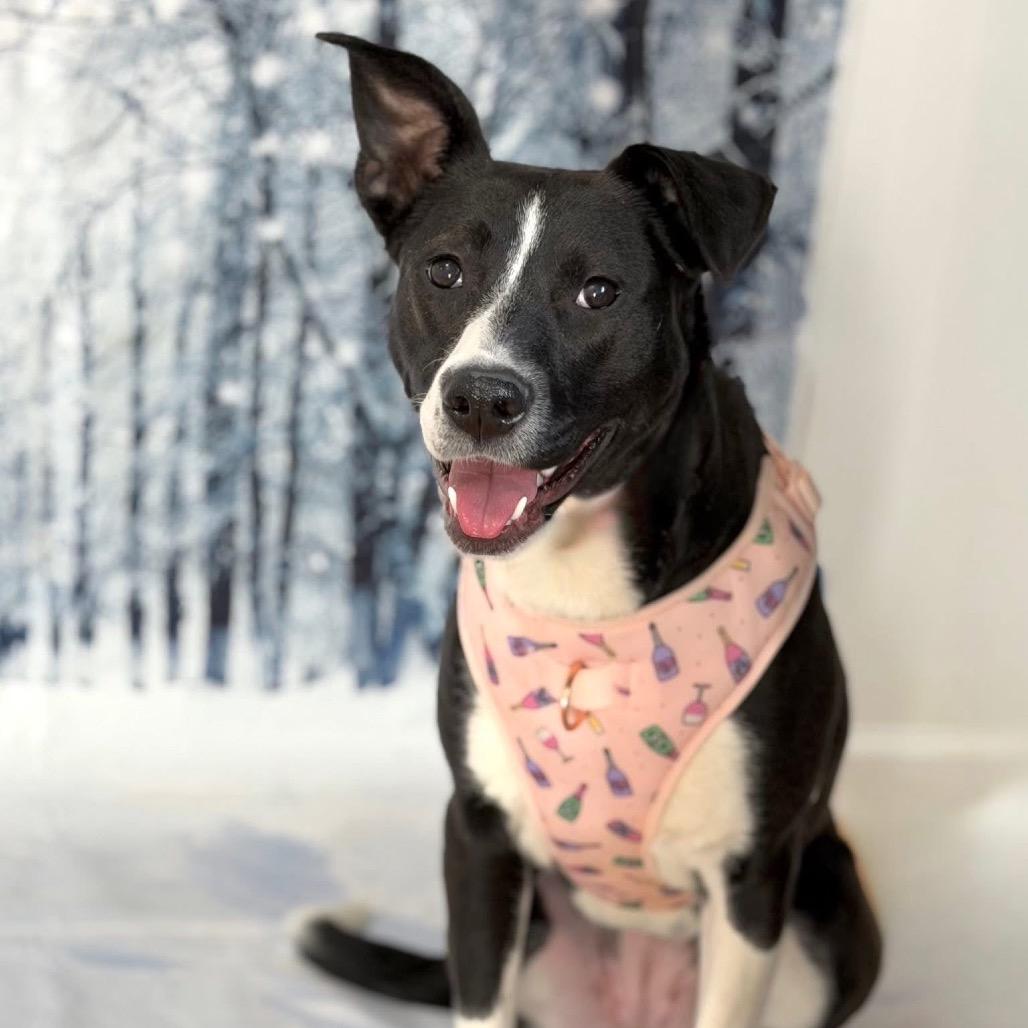 Weighted Blanket, Adoptable, Young Female Mixed Breed.