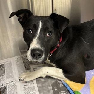 Enlarge Weighted Blanket, a Adoptable Mixed Breed in DeKalb, IL image 1/1