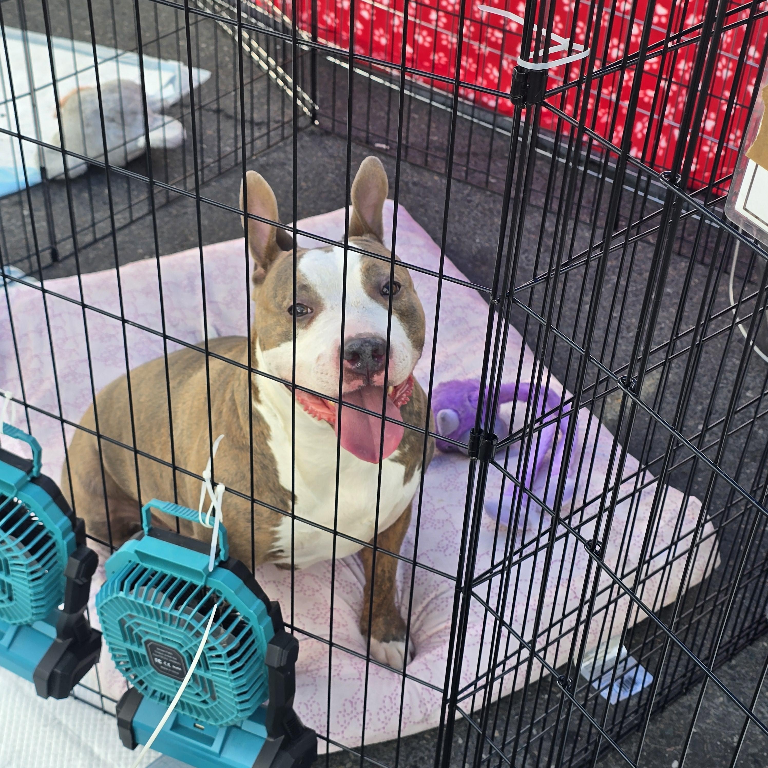Enlarge Momma's, a Adoptable Pit Bull Terrier in Stockton, CA image 3/3