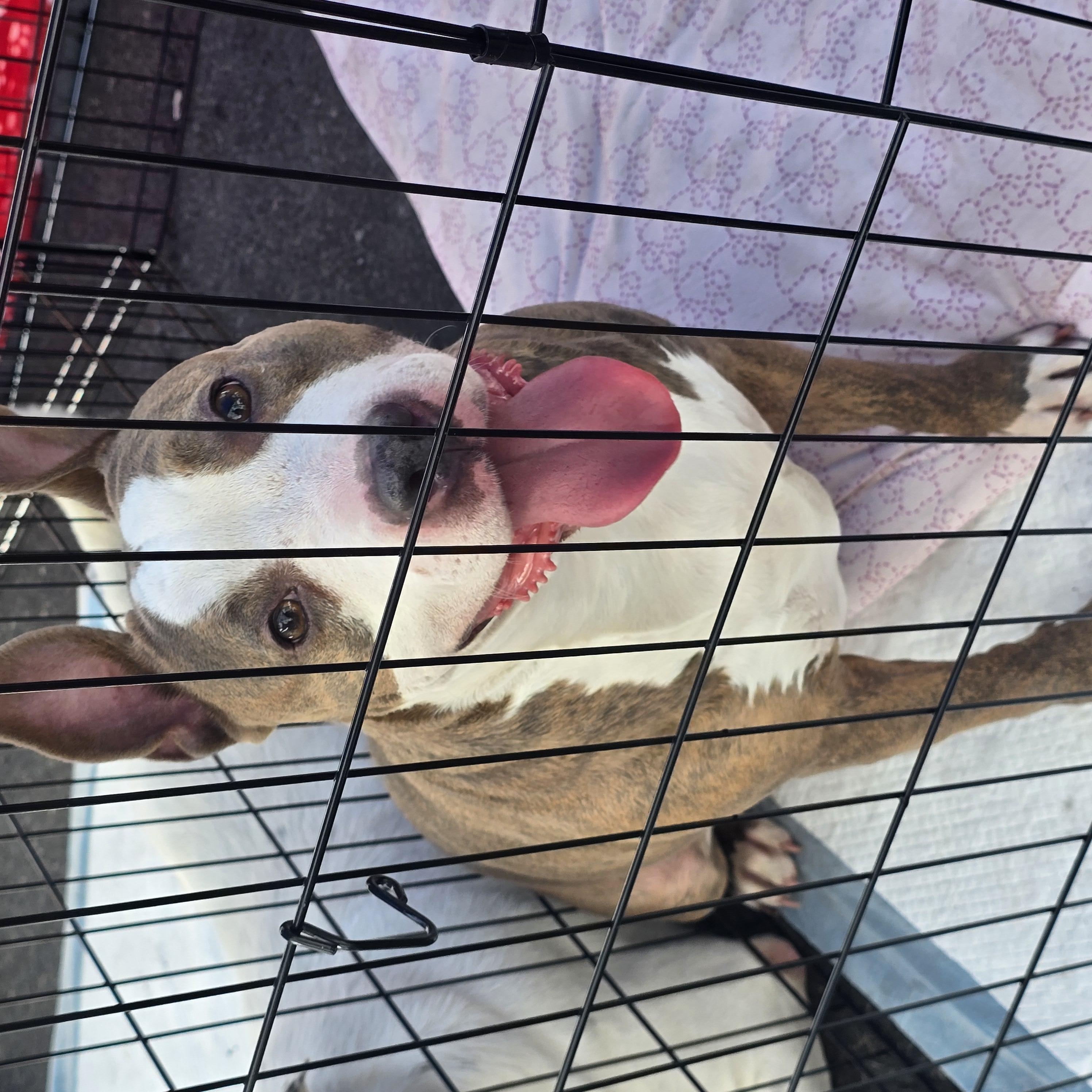 Enlarge Momma's, a Adoptable Pit Bull Terrier in Stockton, CA image 2/3