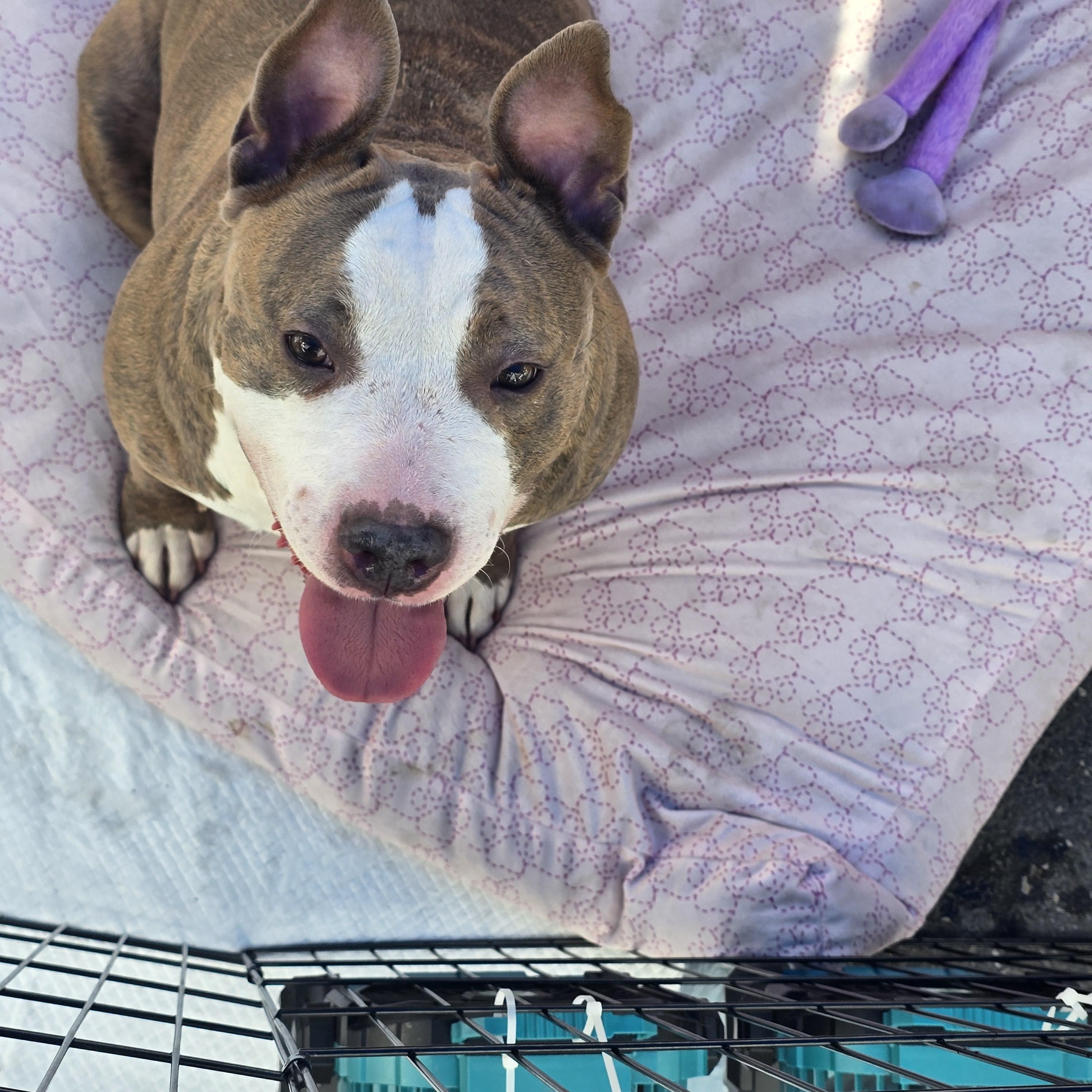 Momma's, Adoptable, Adult Female Pit Bull Terrier.