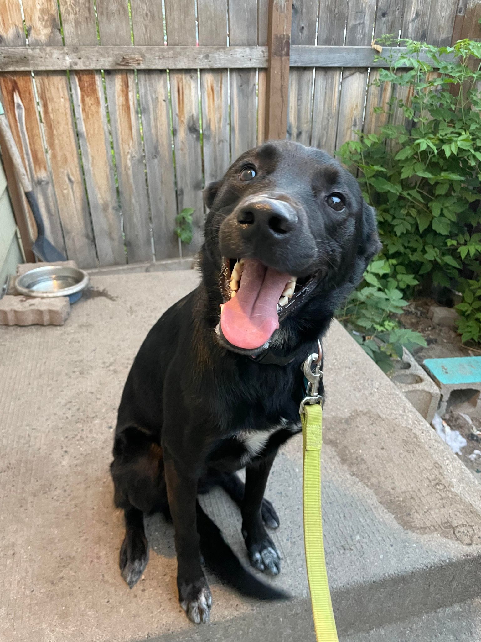 Zeke, adoptable, Adult Male Shepherd.