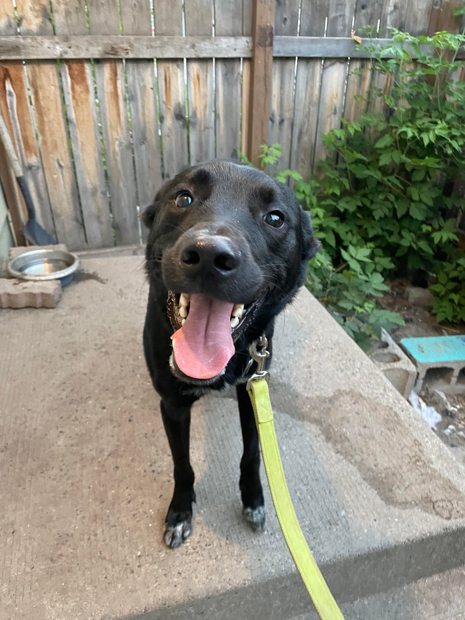 Zeke, an adoptable mixed breed in Calgary, AB image 2/3