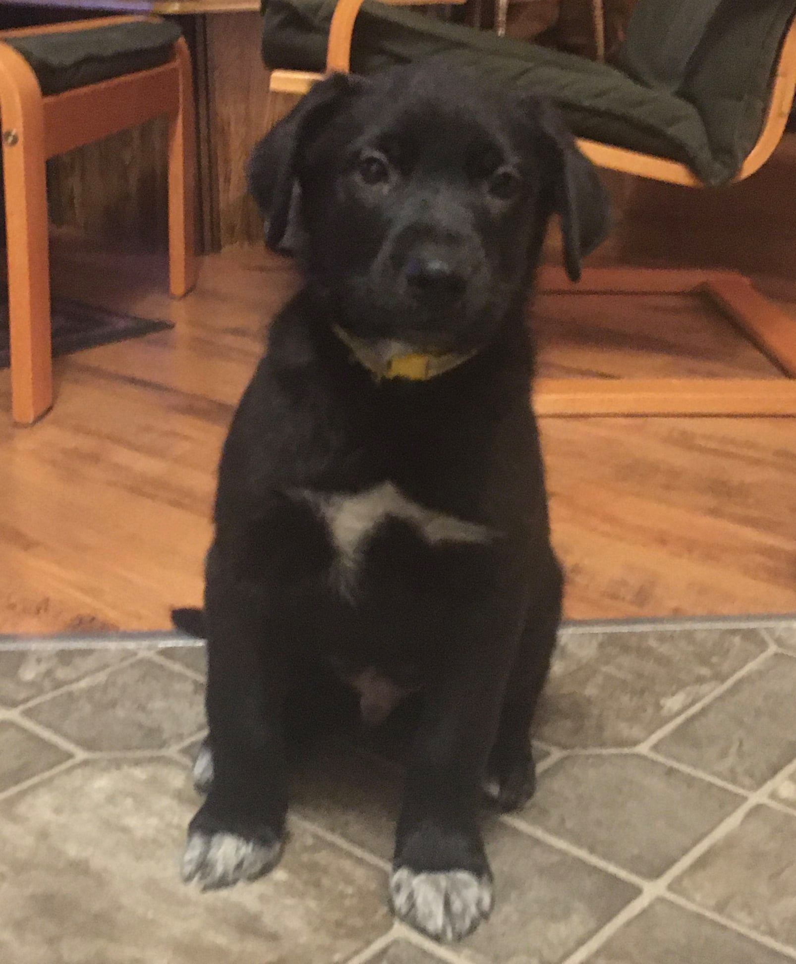 Zeke, an adoptable mixed breed in Calgary, AB image 3/3