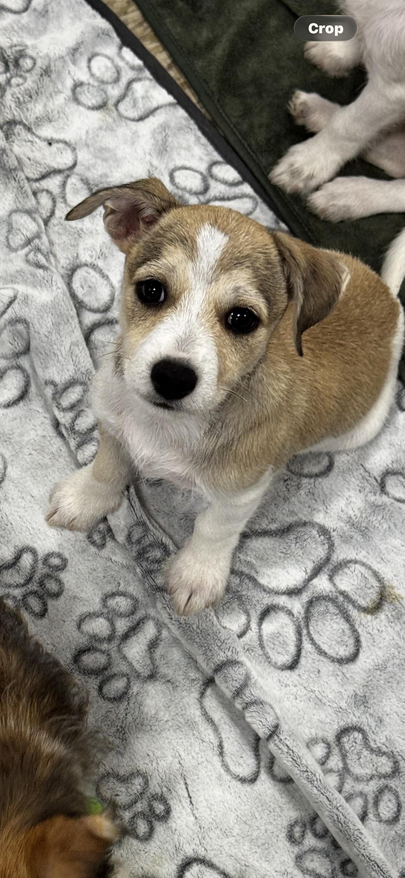 Lennox, ADOPTABLE, Puppy Male Miniature Schnauzer & Chihuahua.