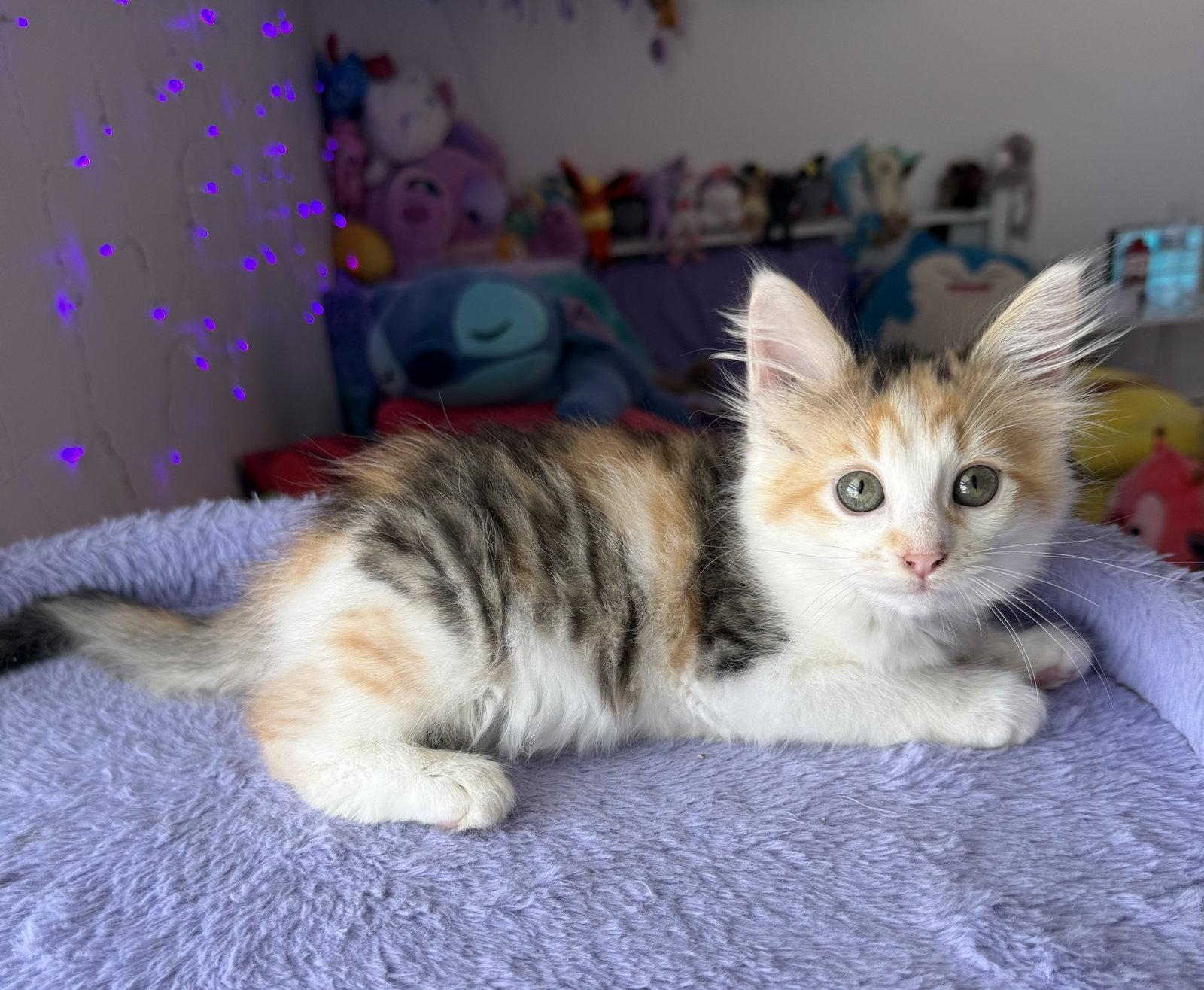 Whirlaway, Adopted, Kitten Female Calico & Domestic Medium Hair.