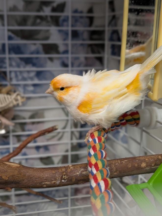 Lizzie, adopted, Adult Female Canary & Finch.