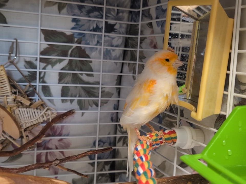 Enlarge Lizzie, an adopted mixed breed in Coquitlam, BC video 2/2