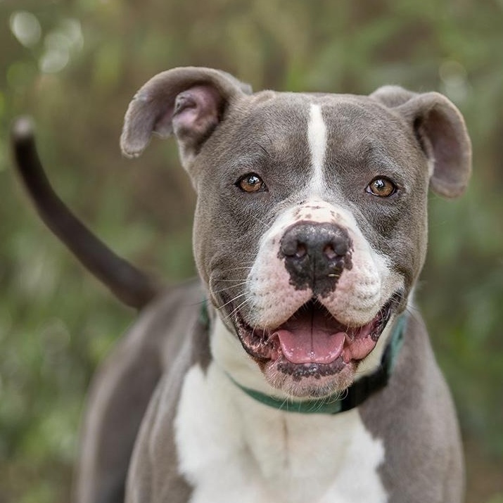 Bru (contact Rachel), a Adoptable Pit Bull Terrier in Sherman Oaks, CA image 1/4
