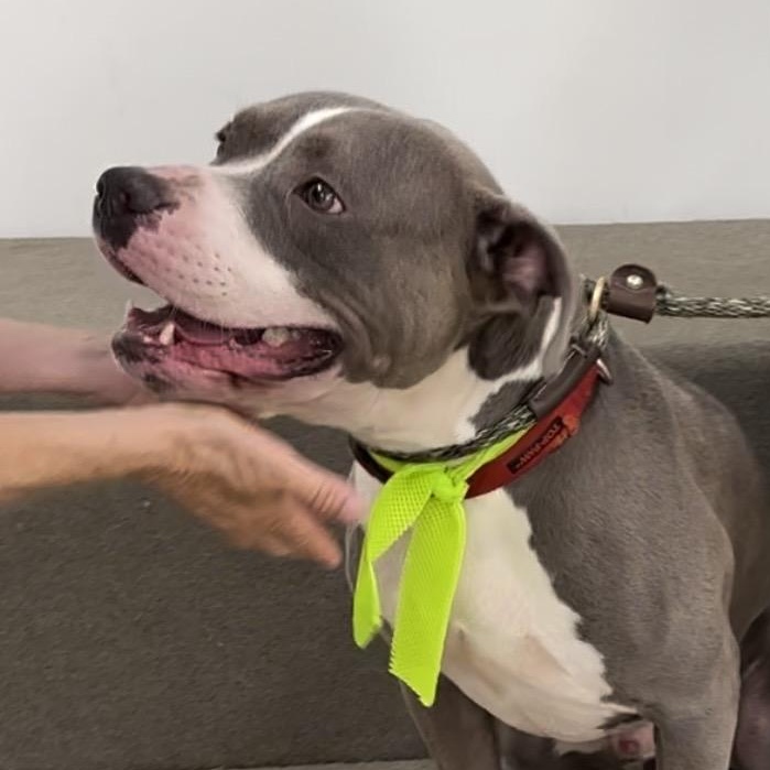 Bru (contact Rachel), a Adoptable Pit Bull Terrier in Sherman Oaks, CA image 4/4