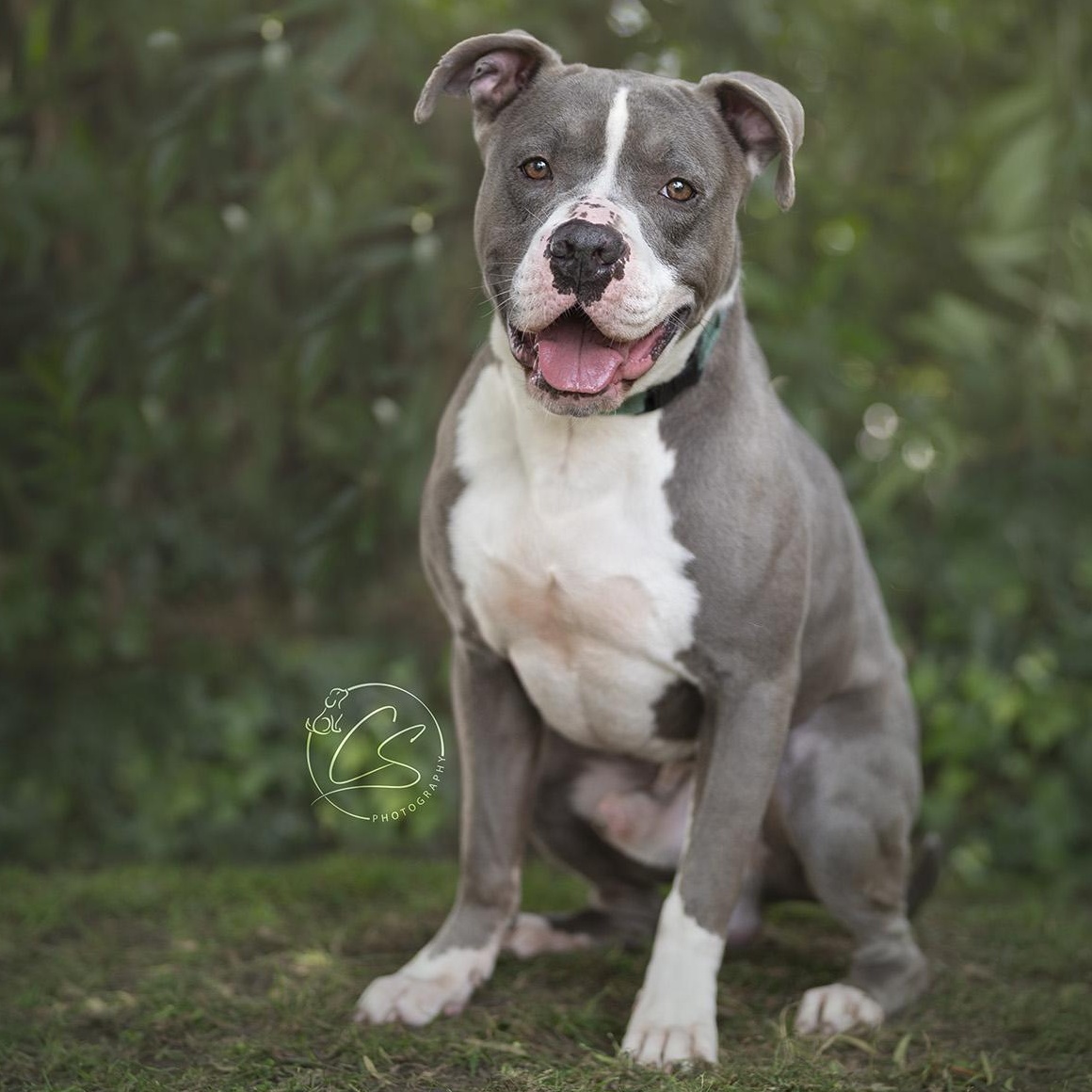 Bru (contact Rachel), a Adoptable Pit Bull Terrier in Sherman Oaks, CA image 3/4