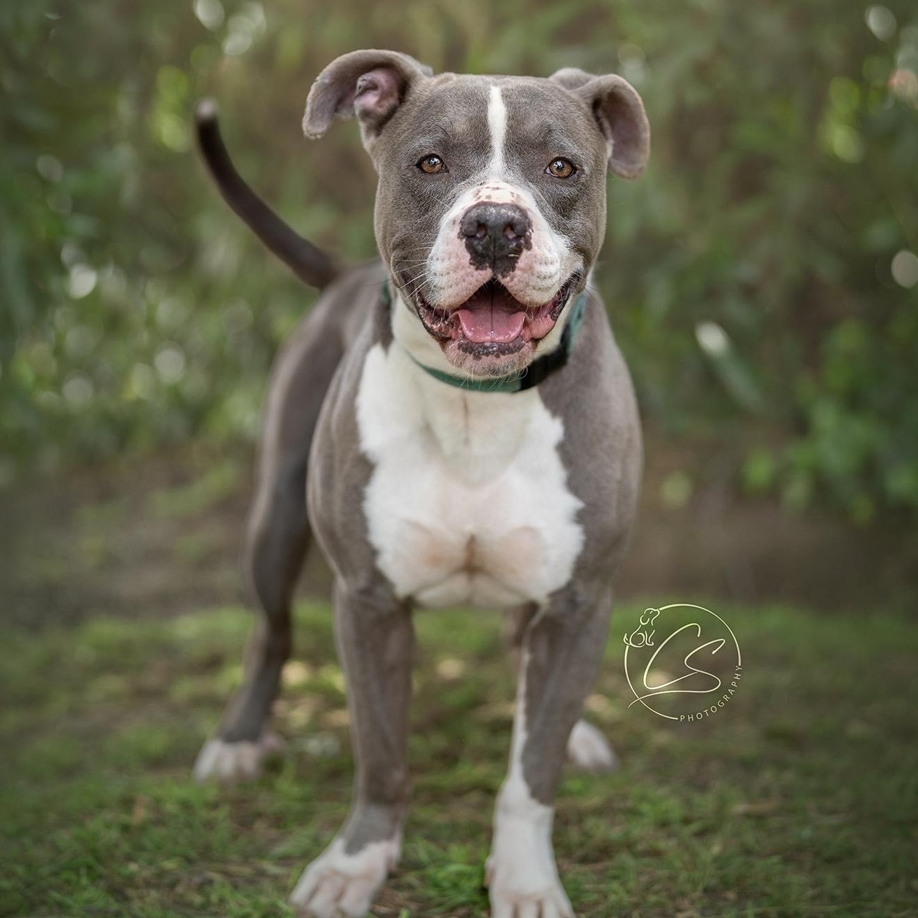 Bru (contact Rachel), a Adoptable Pit Bull Terrier in Sherman Oaks, CA image 2/4