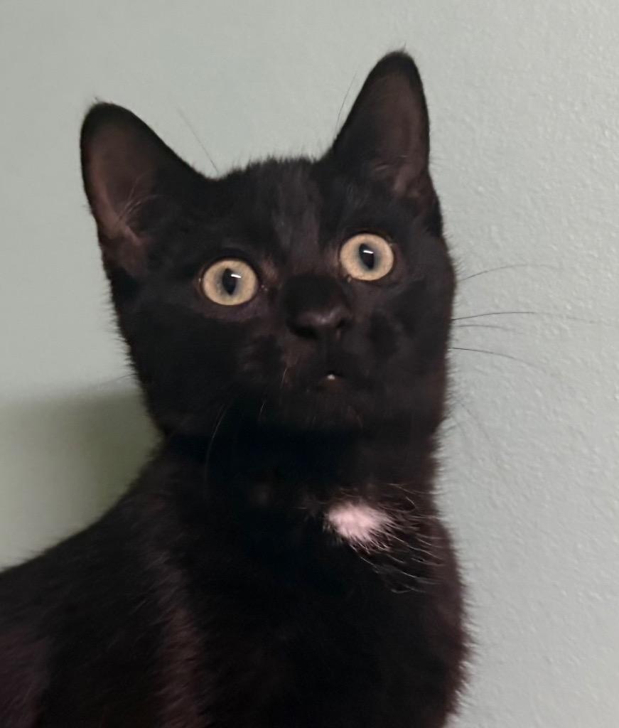 Enlarge Don, a Adoptable Domestic Short Hair in Amery, WI image 1/3
