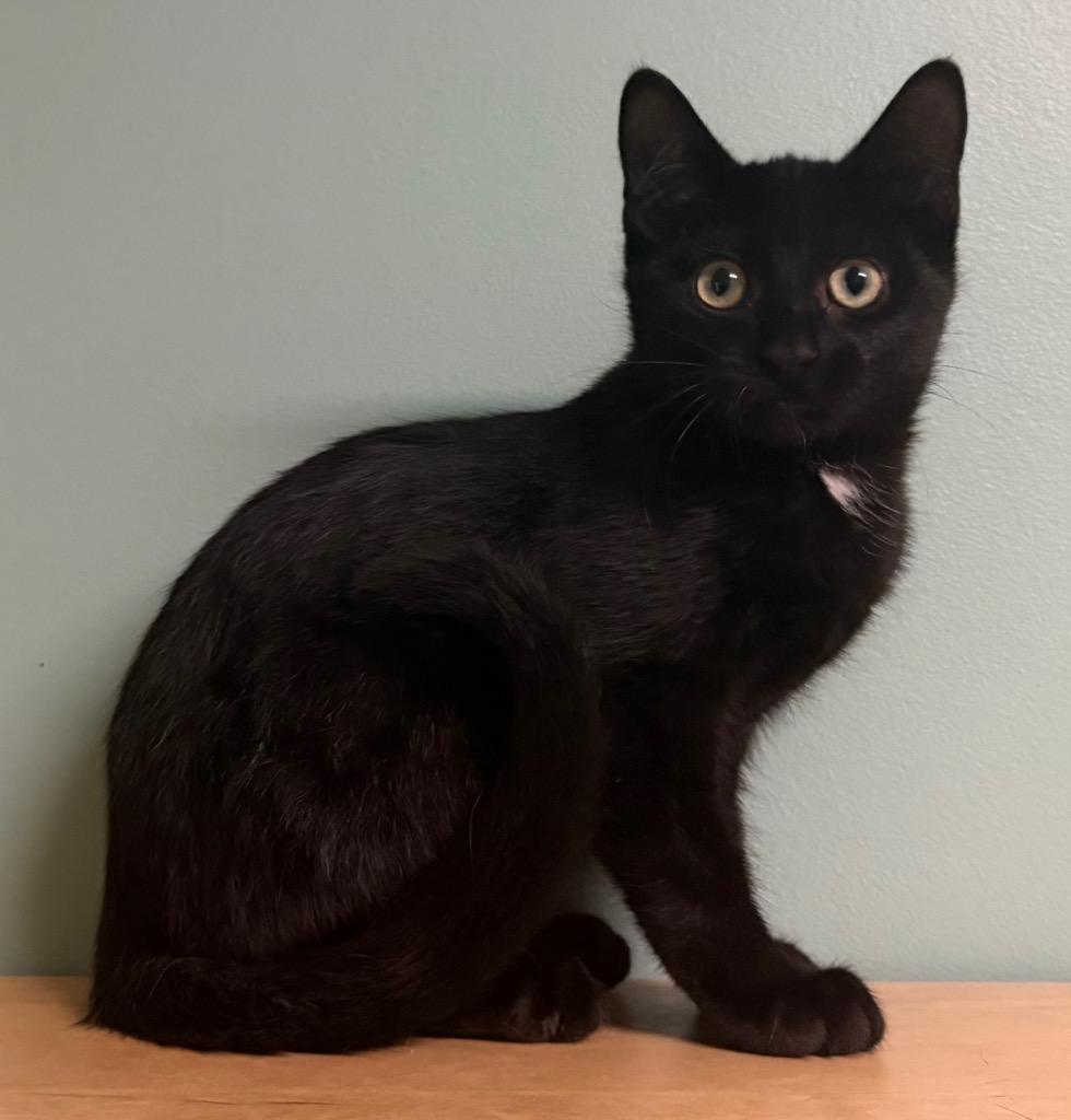 Enlarge Don, a Adoptable Domestic Short Hair in Amery, WI image 3/3