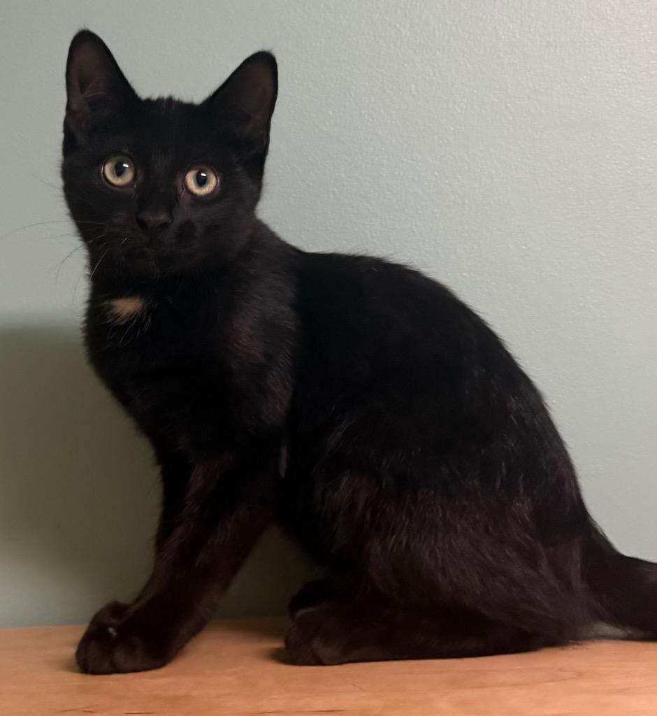 Enlarge Don, a Adoptable Domestic Short Hair in Amery, WI image 2/3